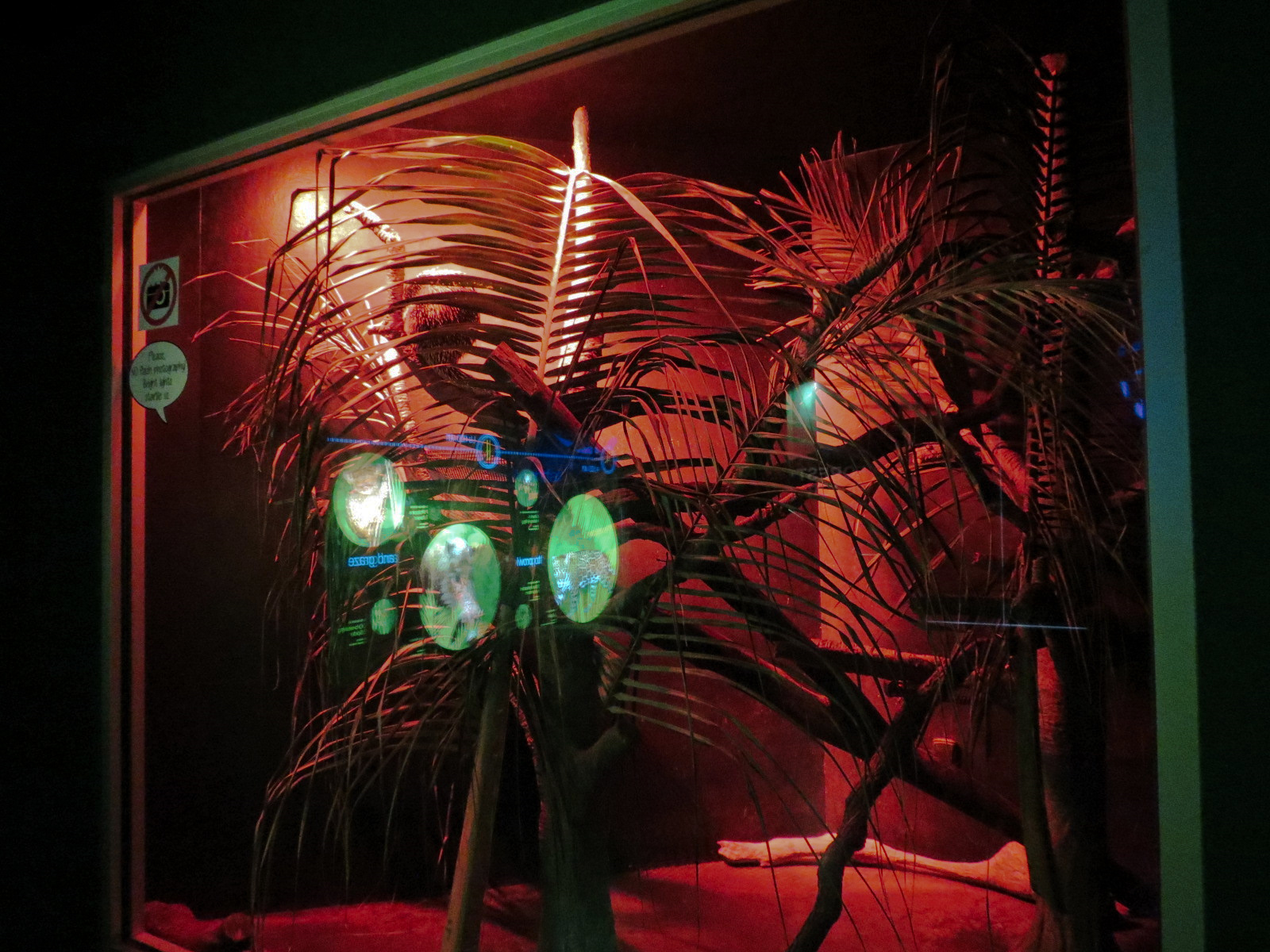 Rainforest - Prehensile-tailed Porcupine Exhibit