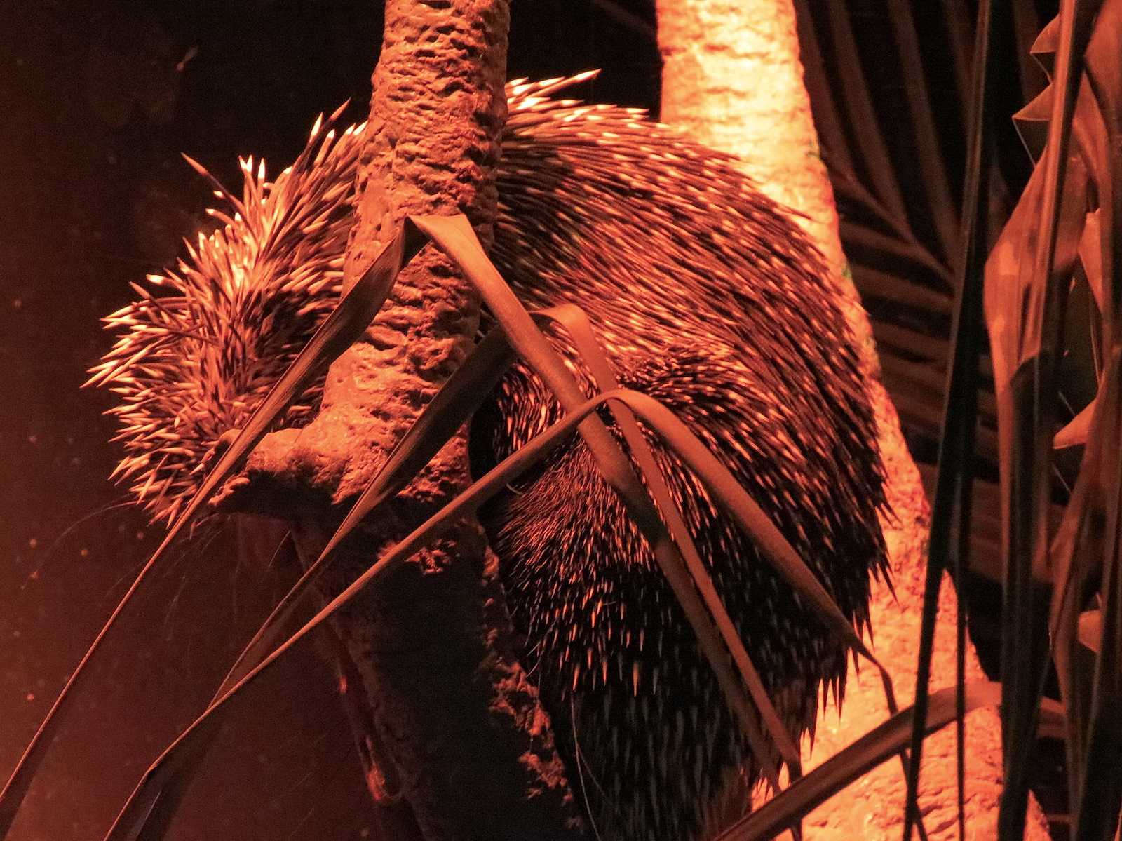 Rainforest - Prehensile-tailed Porcupine Exhibit