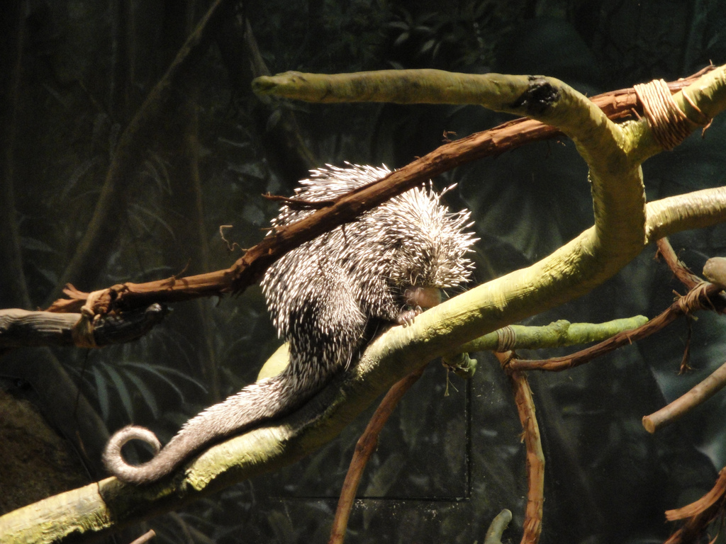 Rainforest - Prehensile-tailed Porcupine