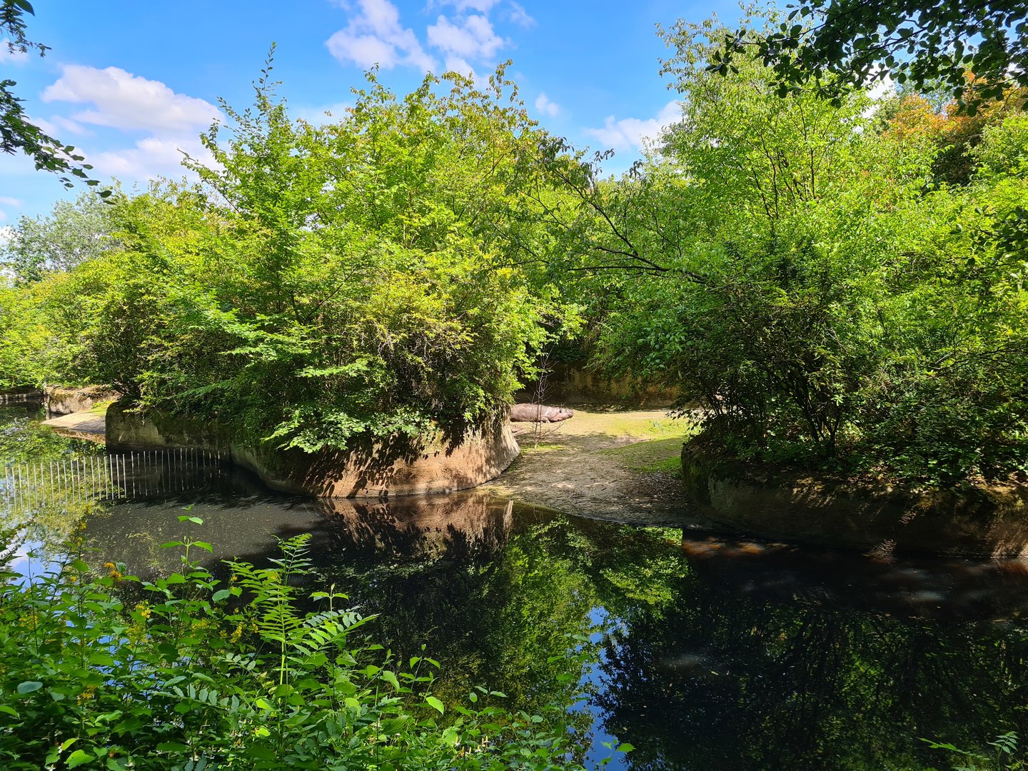 Rainforest - Pygmy hippo enclosure