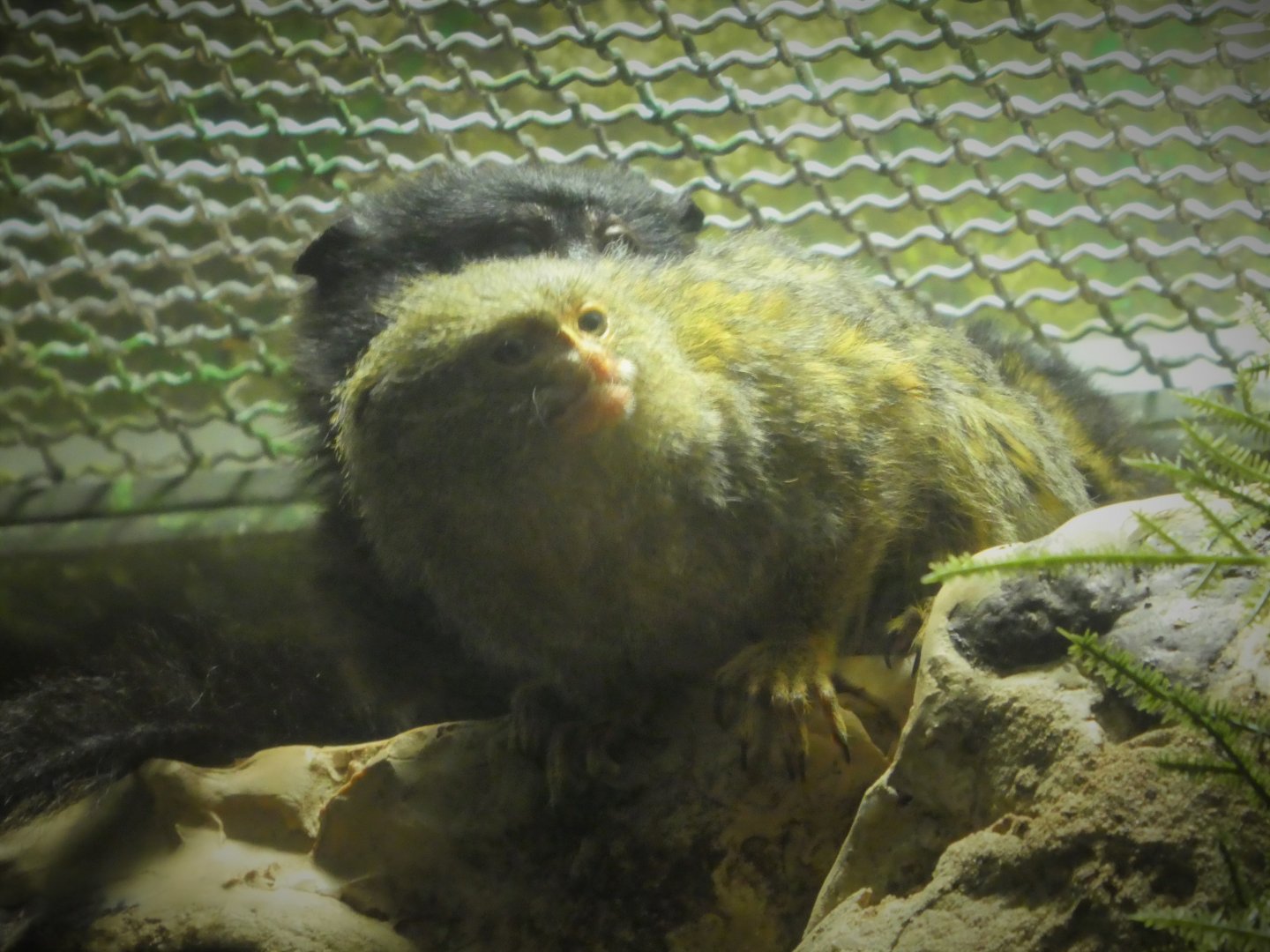 Rainforest - Pygmy Marmoset - Pacal