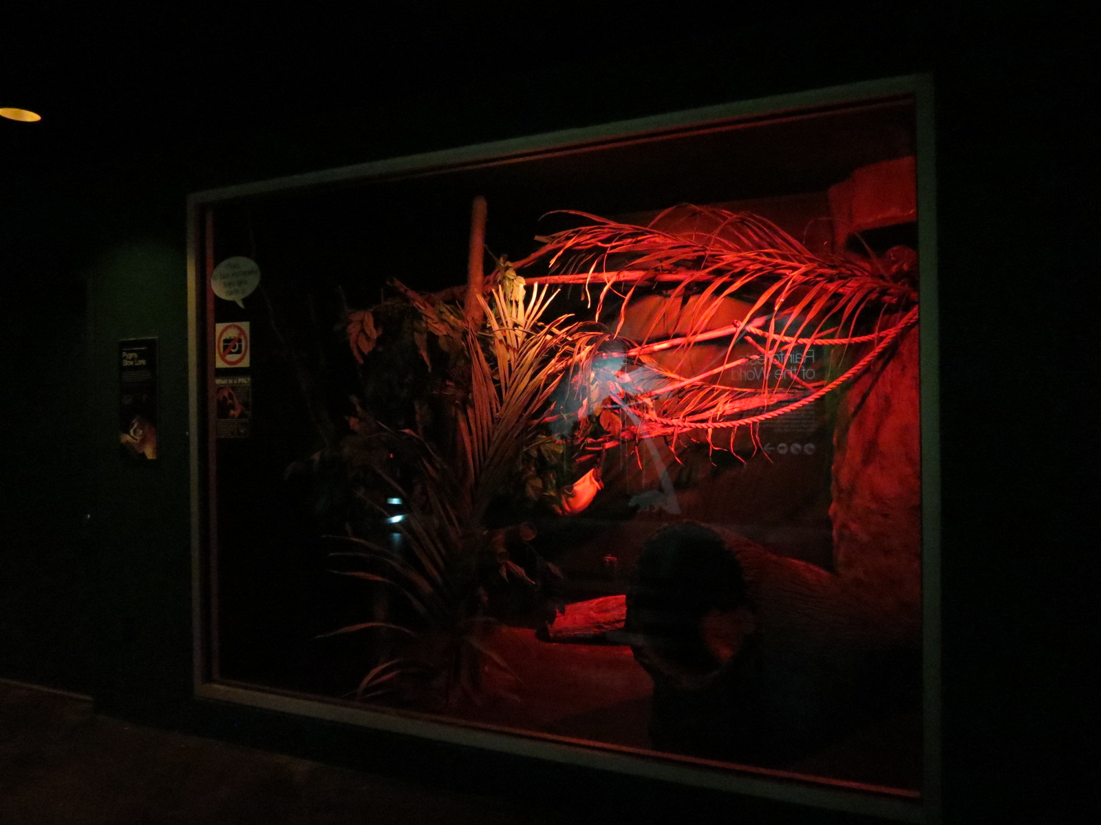 Rainforest - Pygmy Slow Loris Exhibit