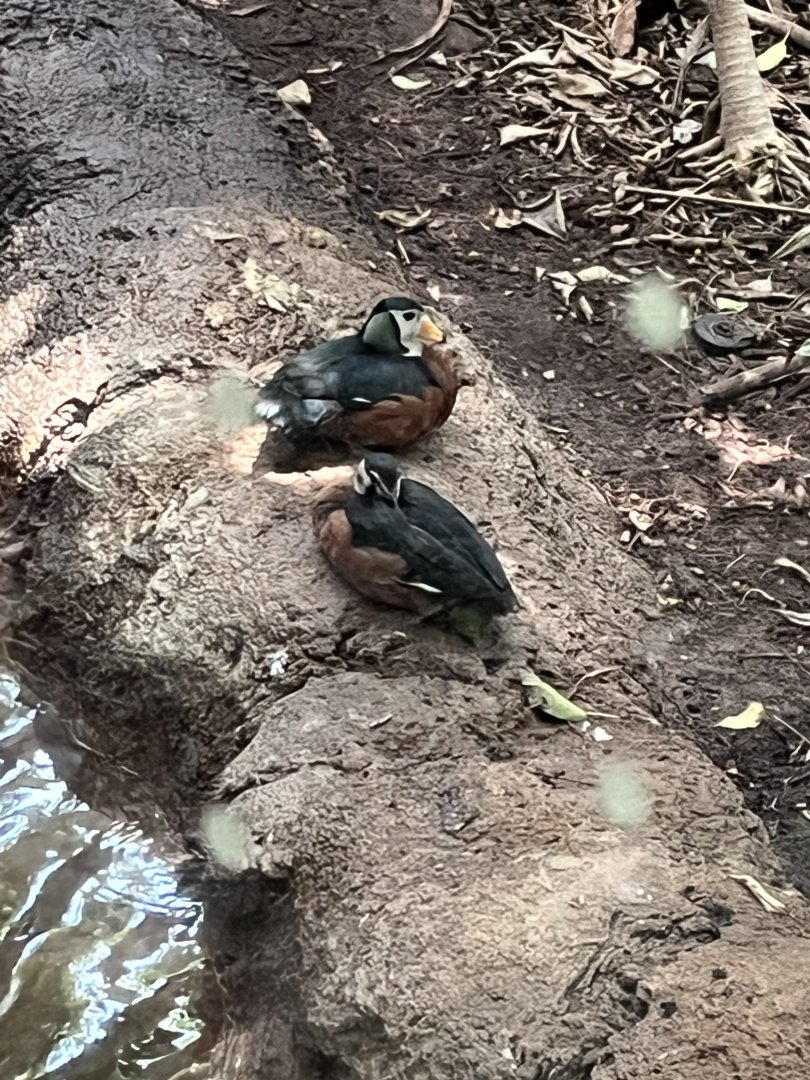 Rainforest Pyramid-African Pygmy Goose
