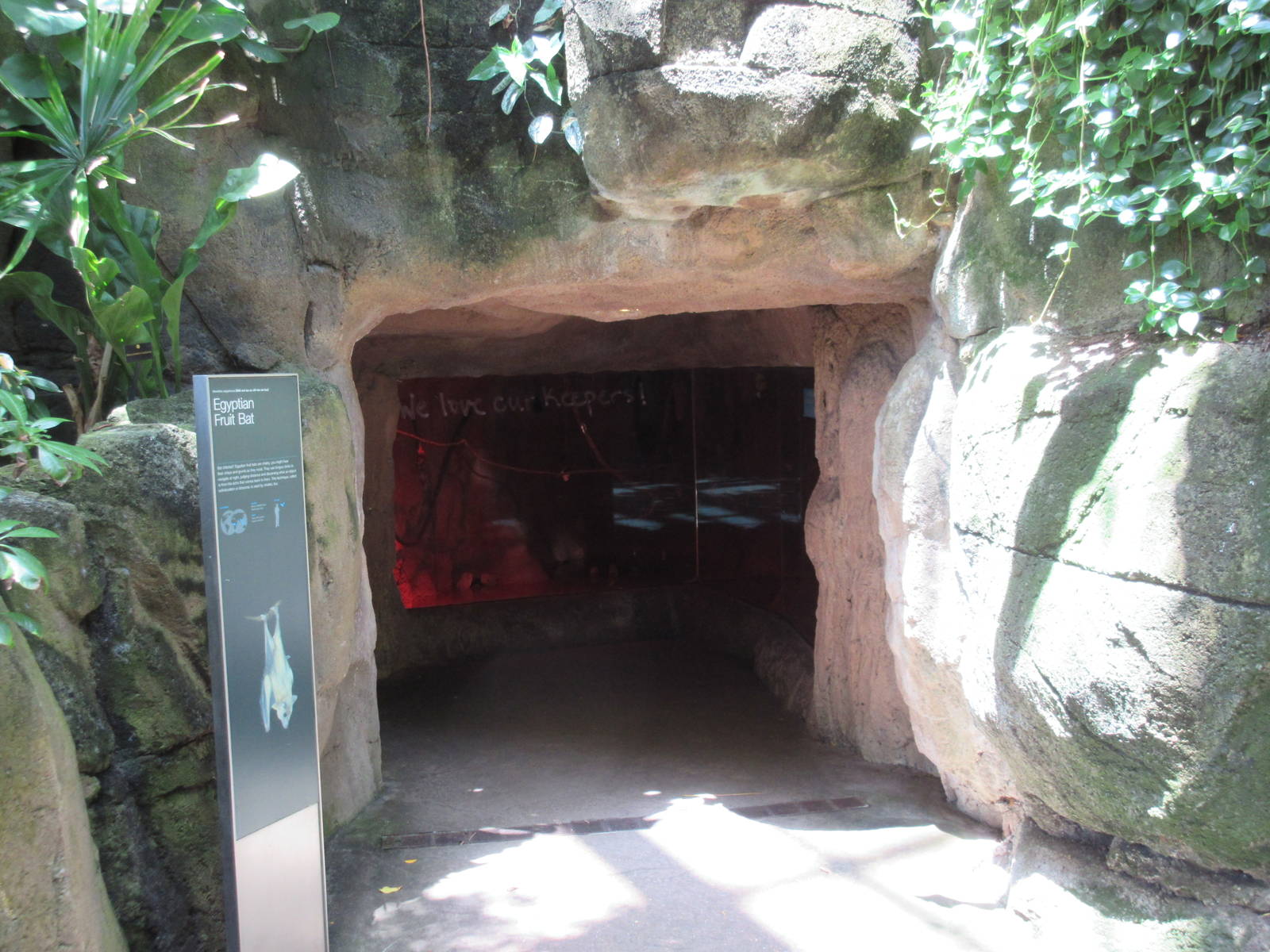 Rainforest Pyramid - Bat Cave (Egyptian Fruit Bats)