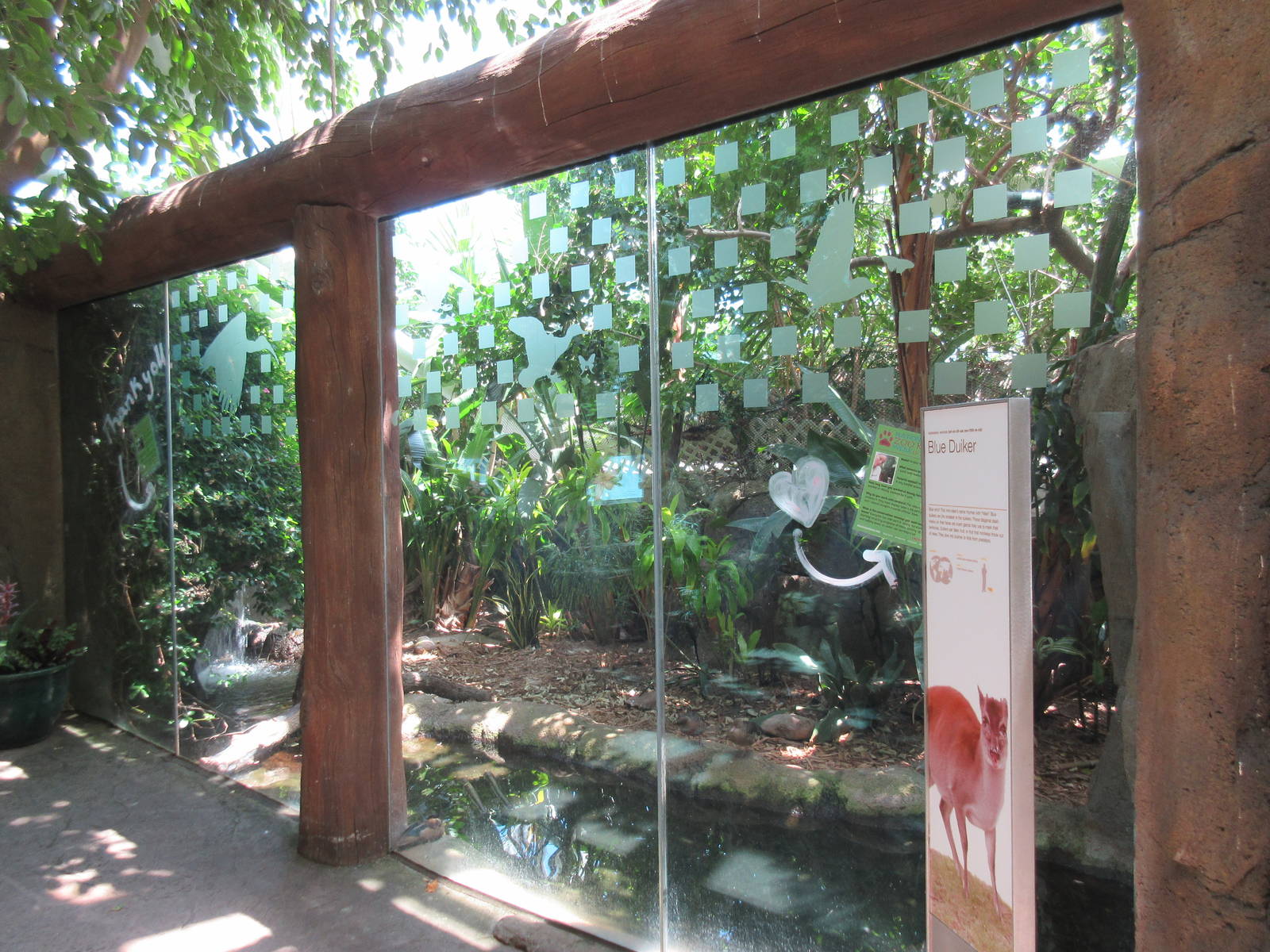 Rainforest Pyramid - Blue Duiker Exhibit