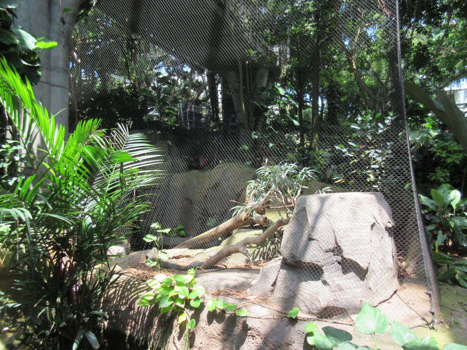 Rainforest Pyramid - Crocodile Monitor Exhibit