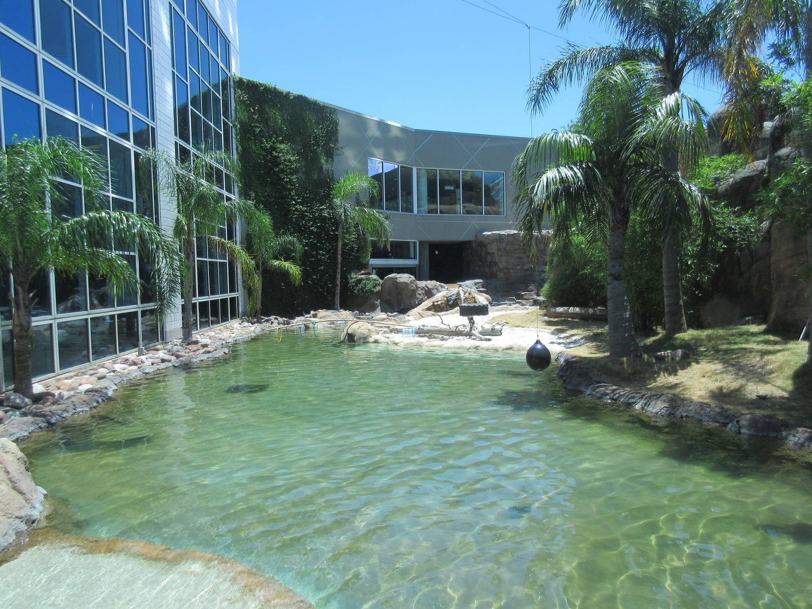 Rainforest Pyramid - Giant River Otter Exhibit - enormous!
