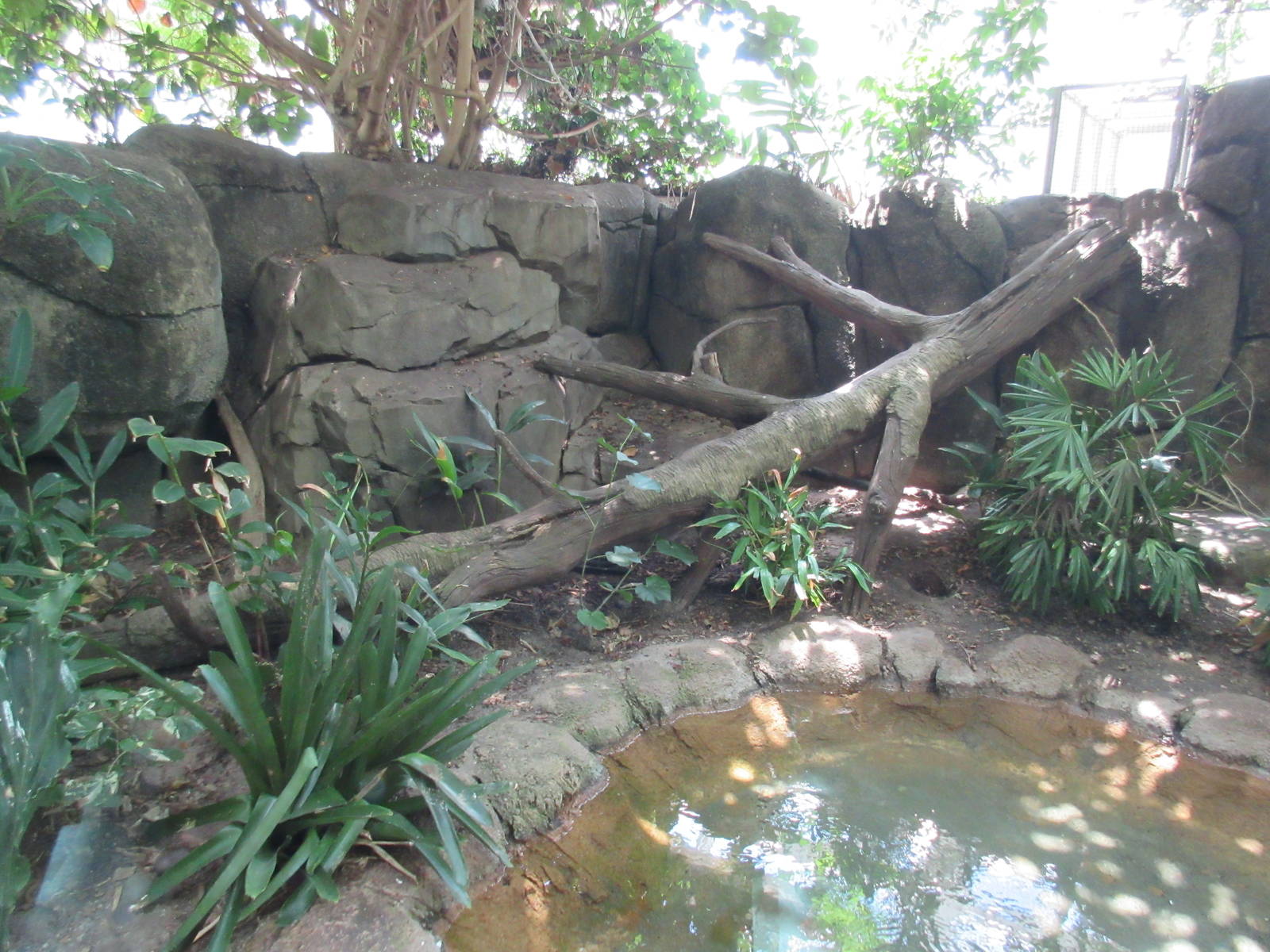 Rainforest Pyramid - Ocelot Exhibit