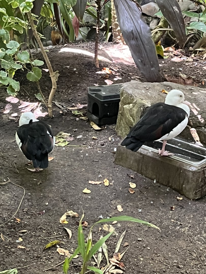 Rainforest Pyramid-Radjah Shelduck