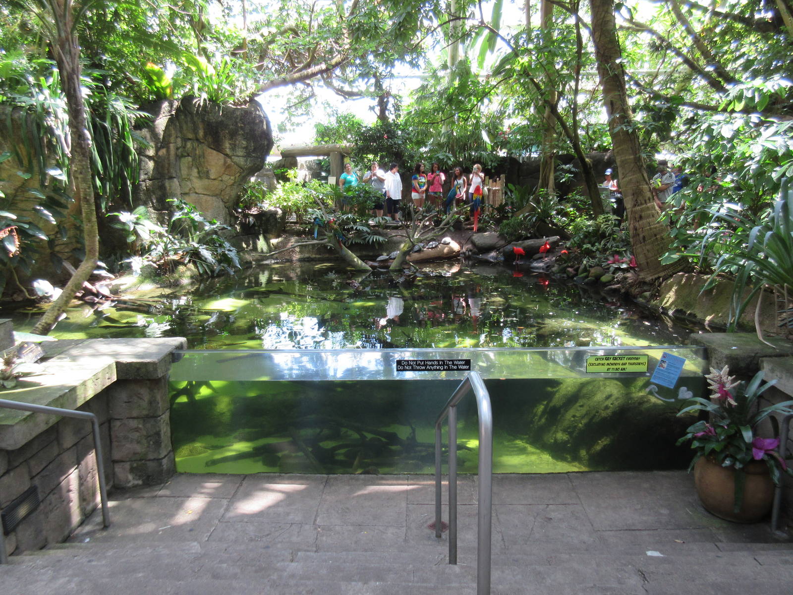 Rainforest Pyramid - South American Pool (14 Species)