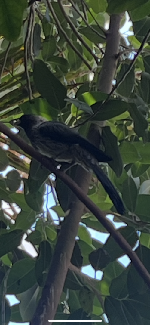 Rainforest Pyramid Western Plaintain-Eater