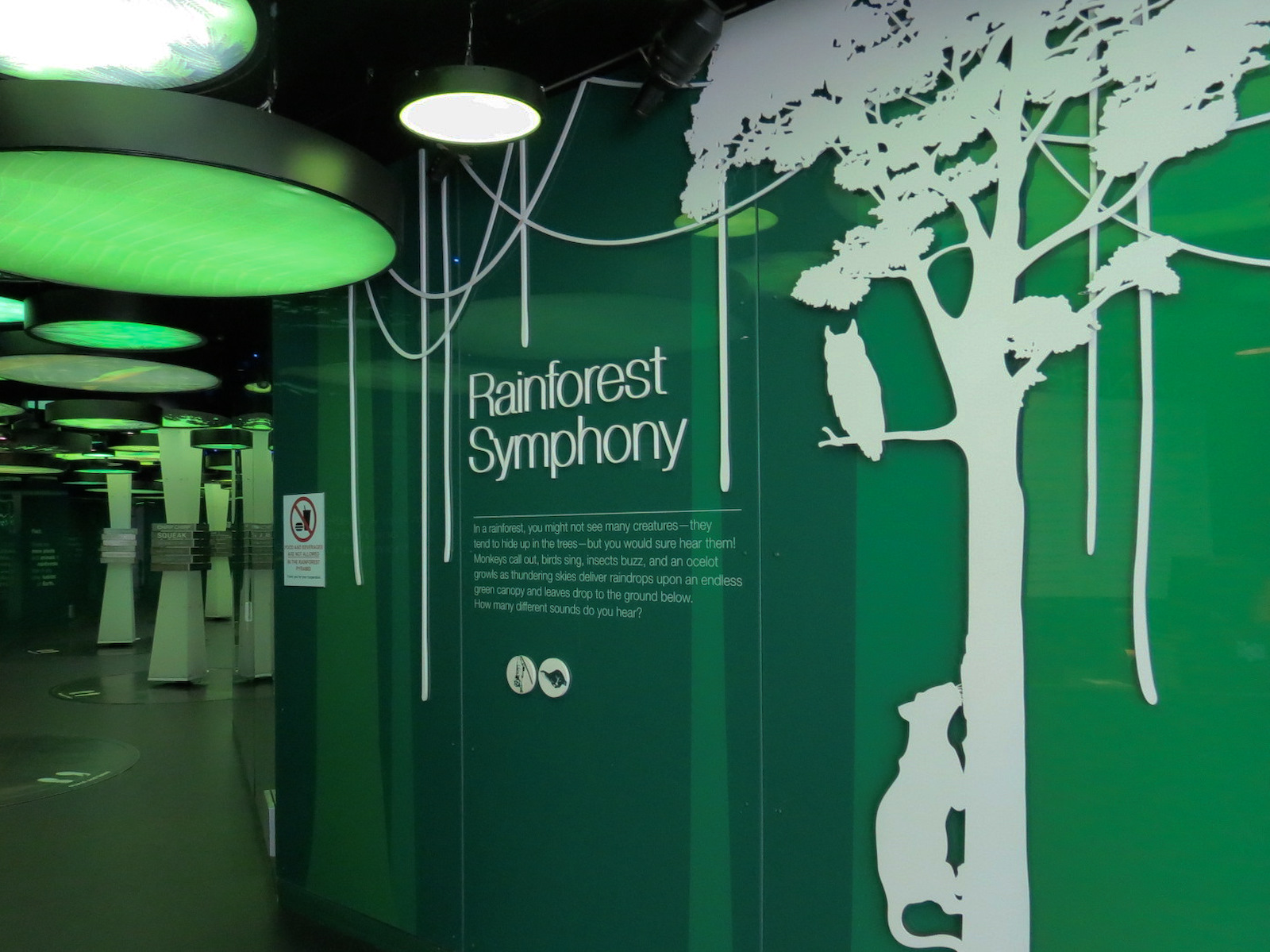 Rainforest - Rainforest Symphony Gallery