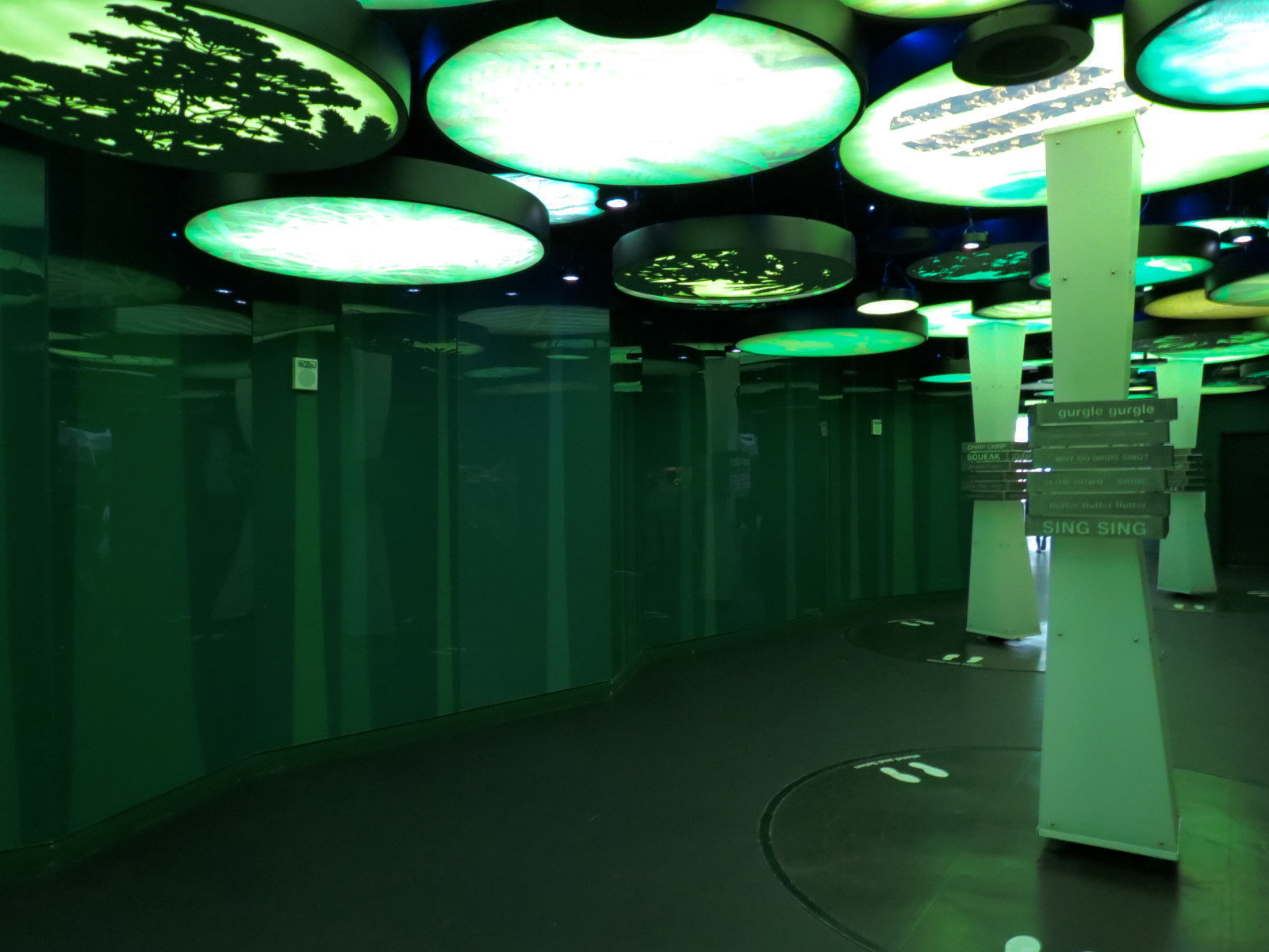 Rainforest - Rainforest Symphony Gallery