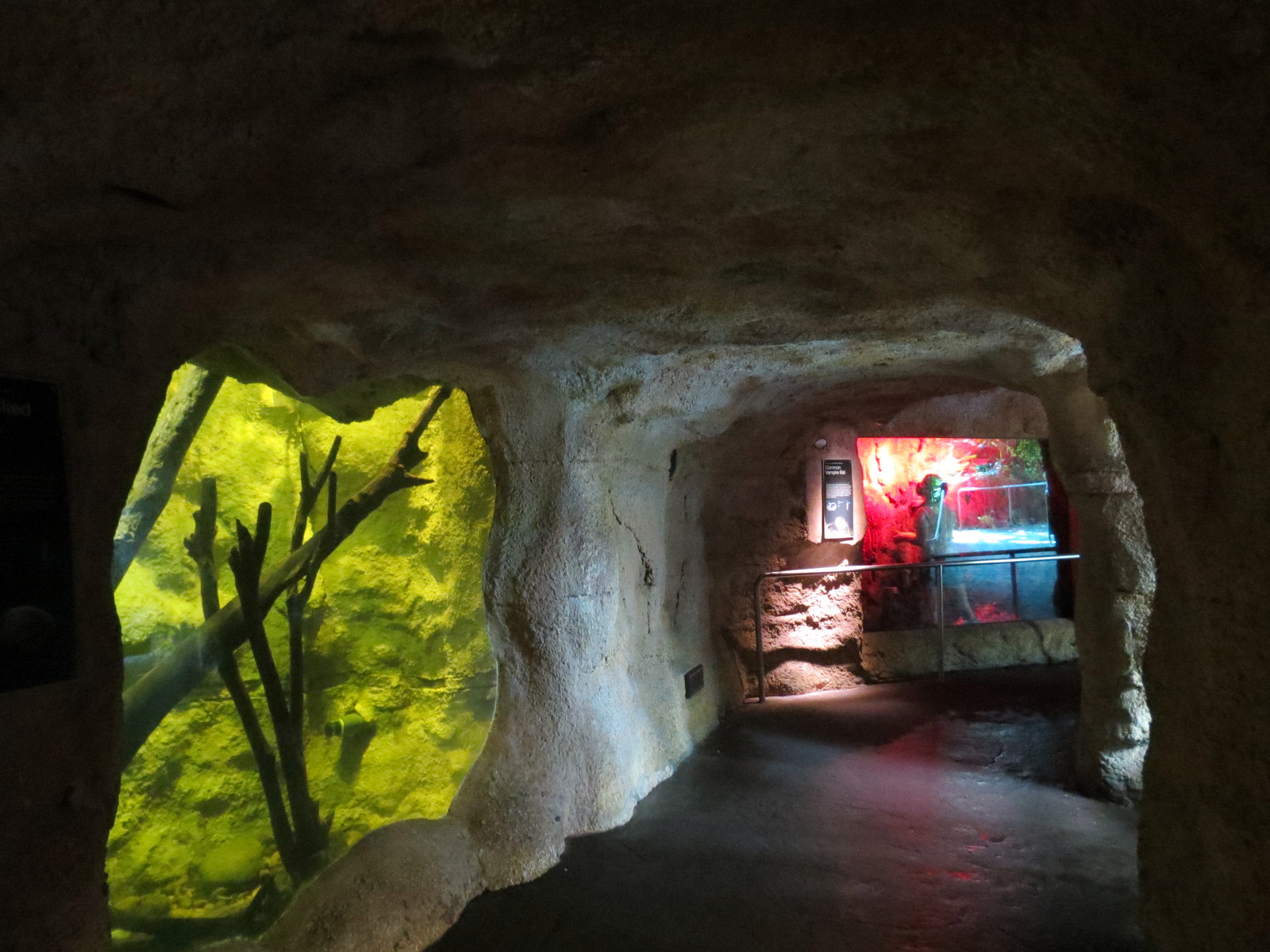 Rainforest - Red-bellied Piranha and Others Exhibit