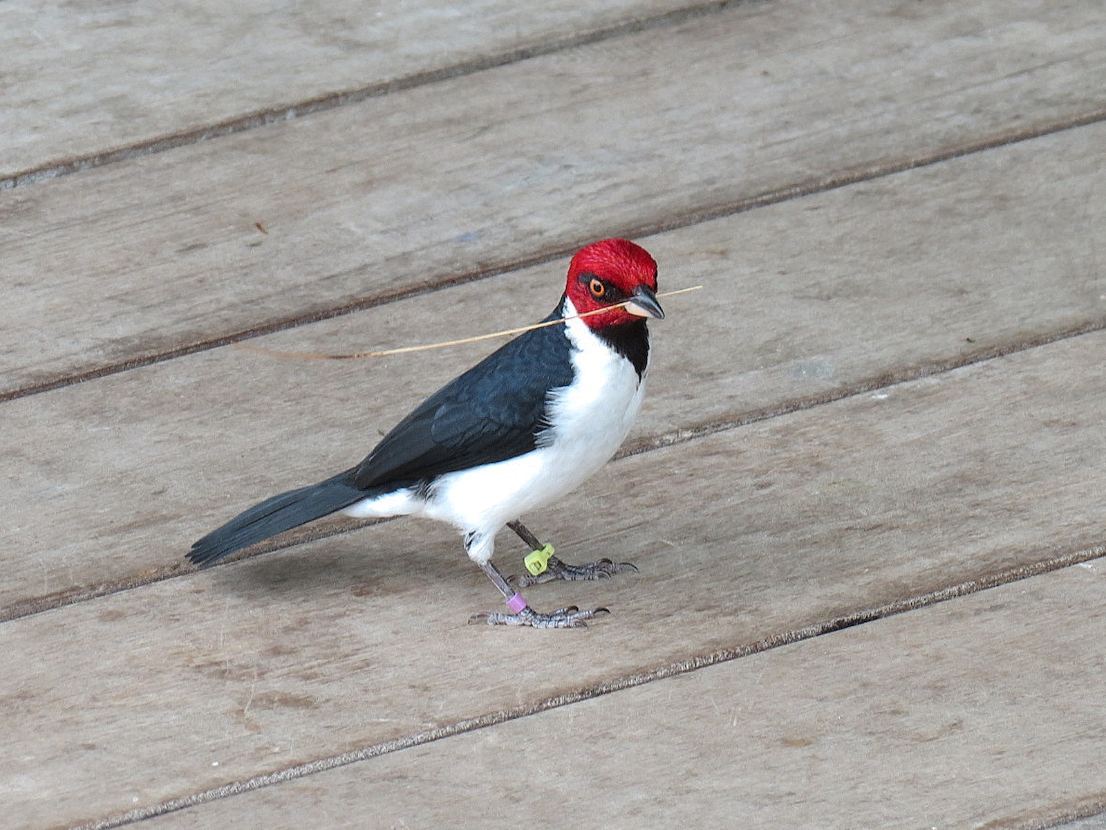 Rainforest - Red-capped Cardinal (Free Roaming)