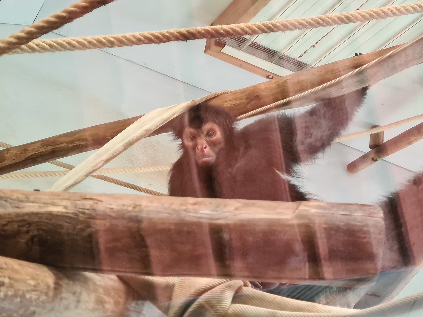 Rainforest - Red-faced spider monkey