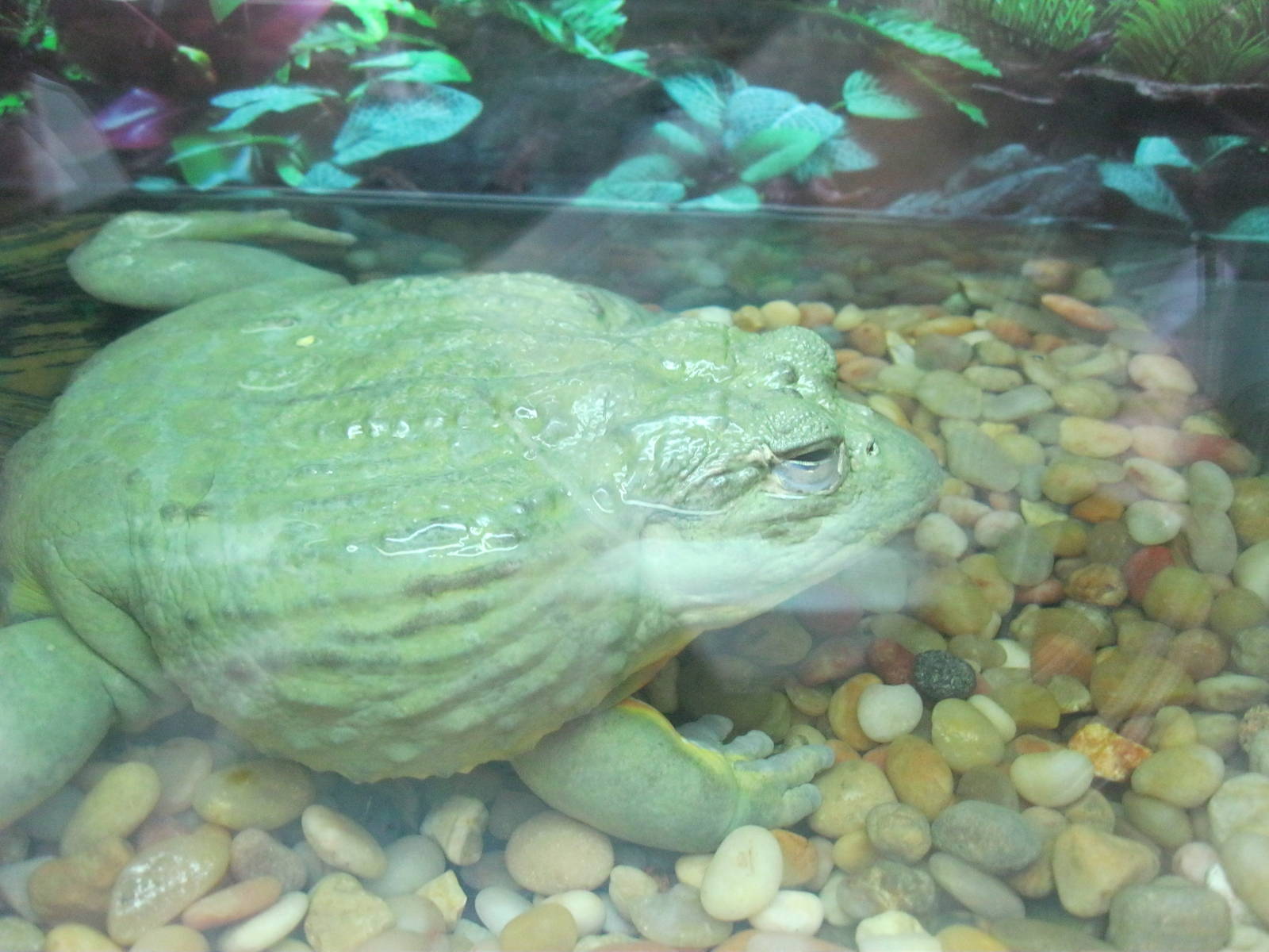 Rainforest Reptiles- African Bullfrog