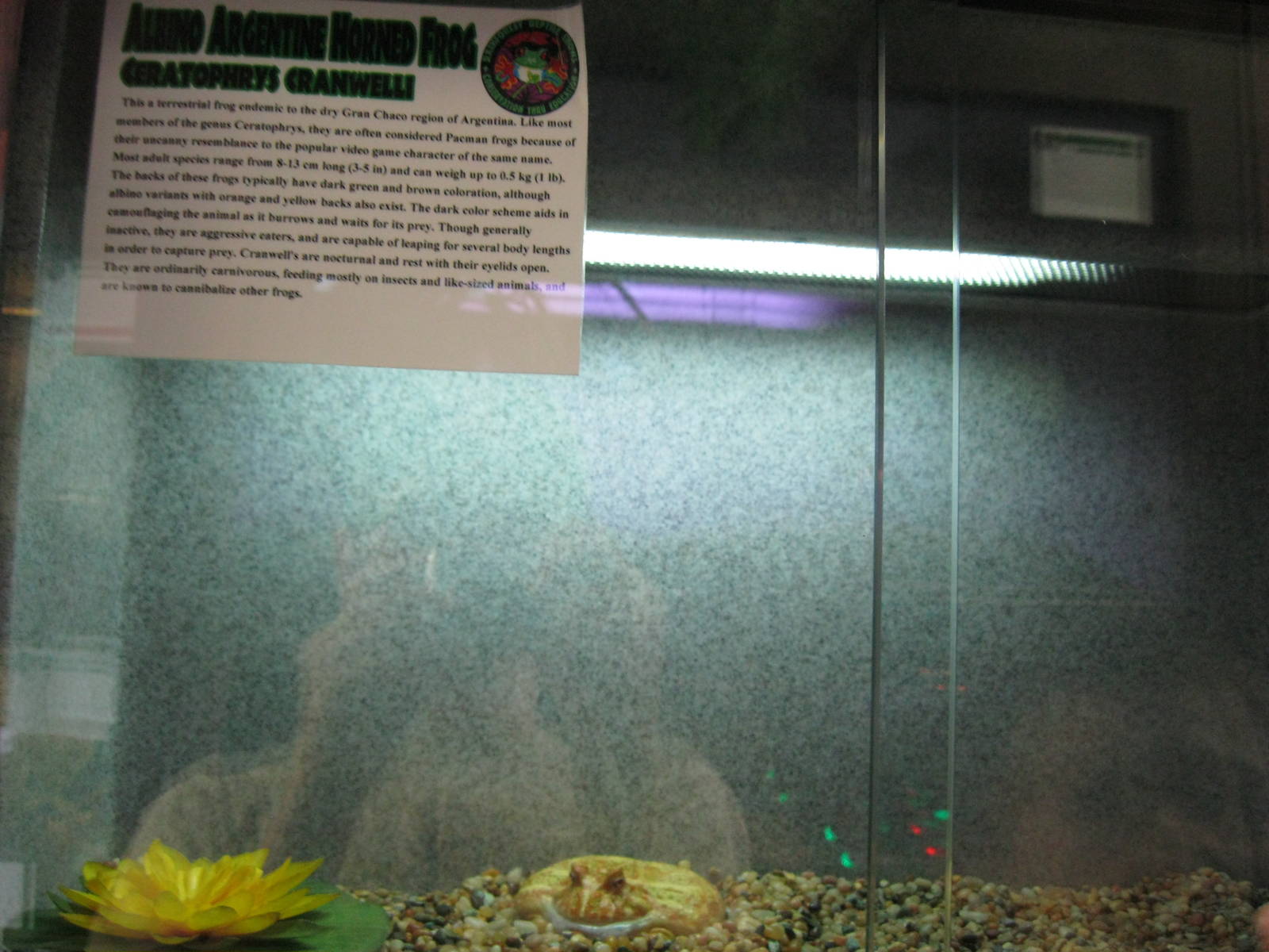 Rainforest Reptiles- Albino Argentine Horned Frog Exhibit