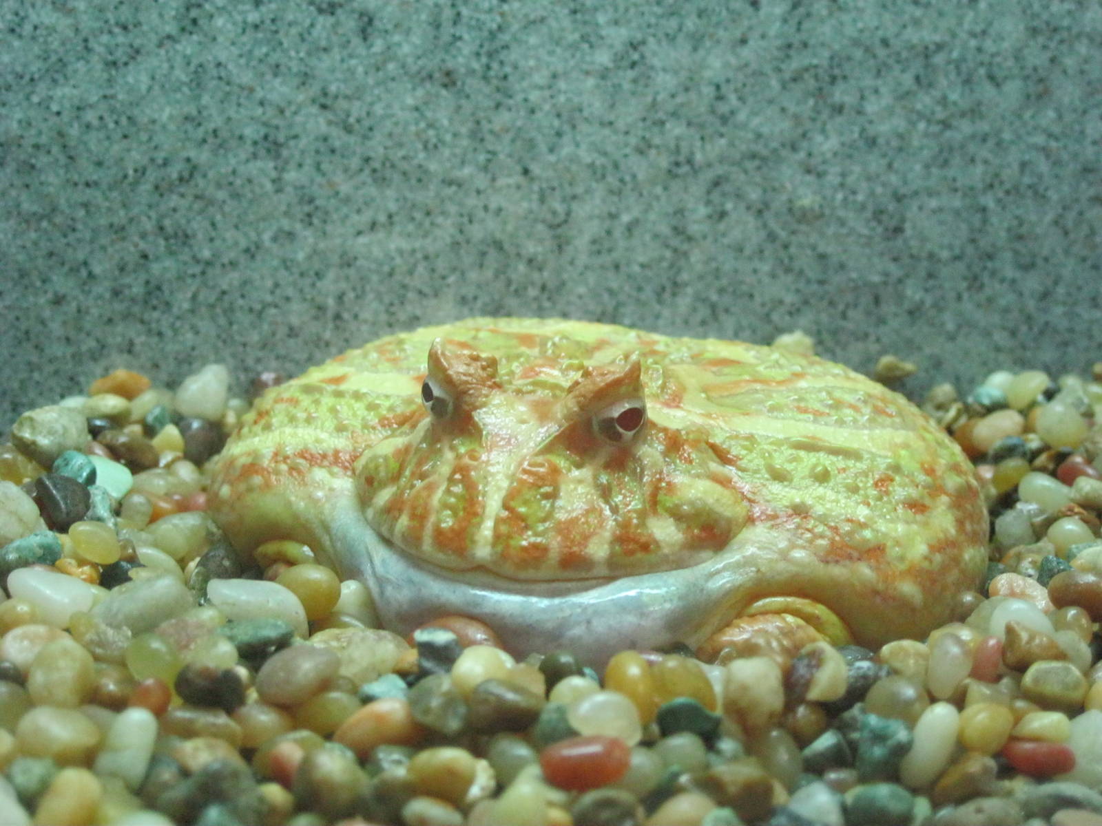Rainforest Reptiles- Albino Argentine Horned Frog