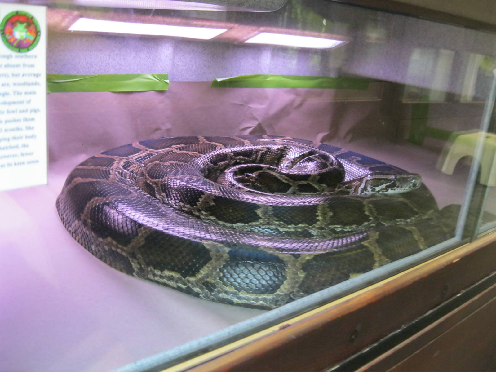 Rainforest Reptiles- Burmese Python Exhibit