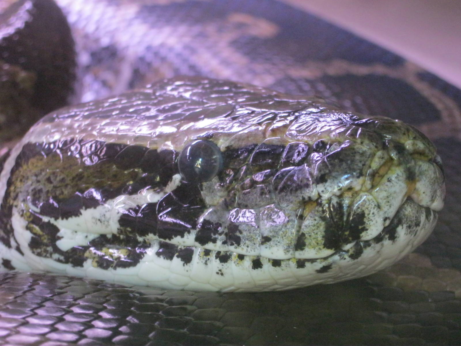 Rainforest Reptiles- Burmese Python
