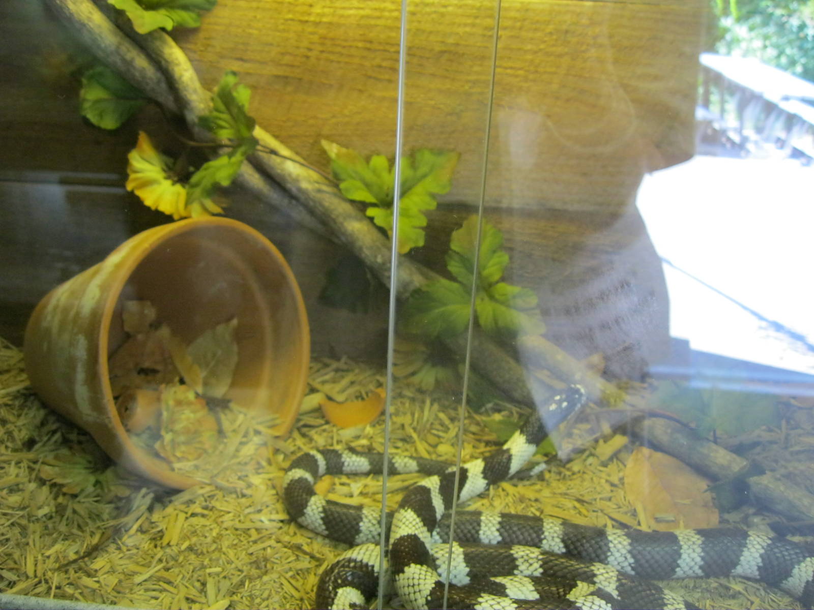 Rainforest Reptiles- California Kingsnake Exhibit