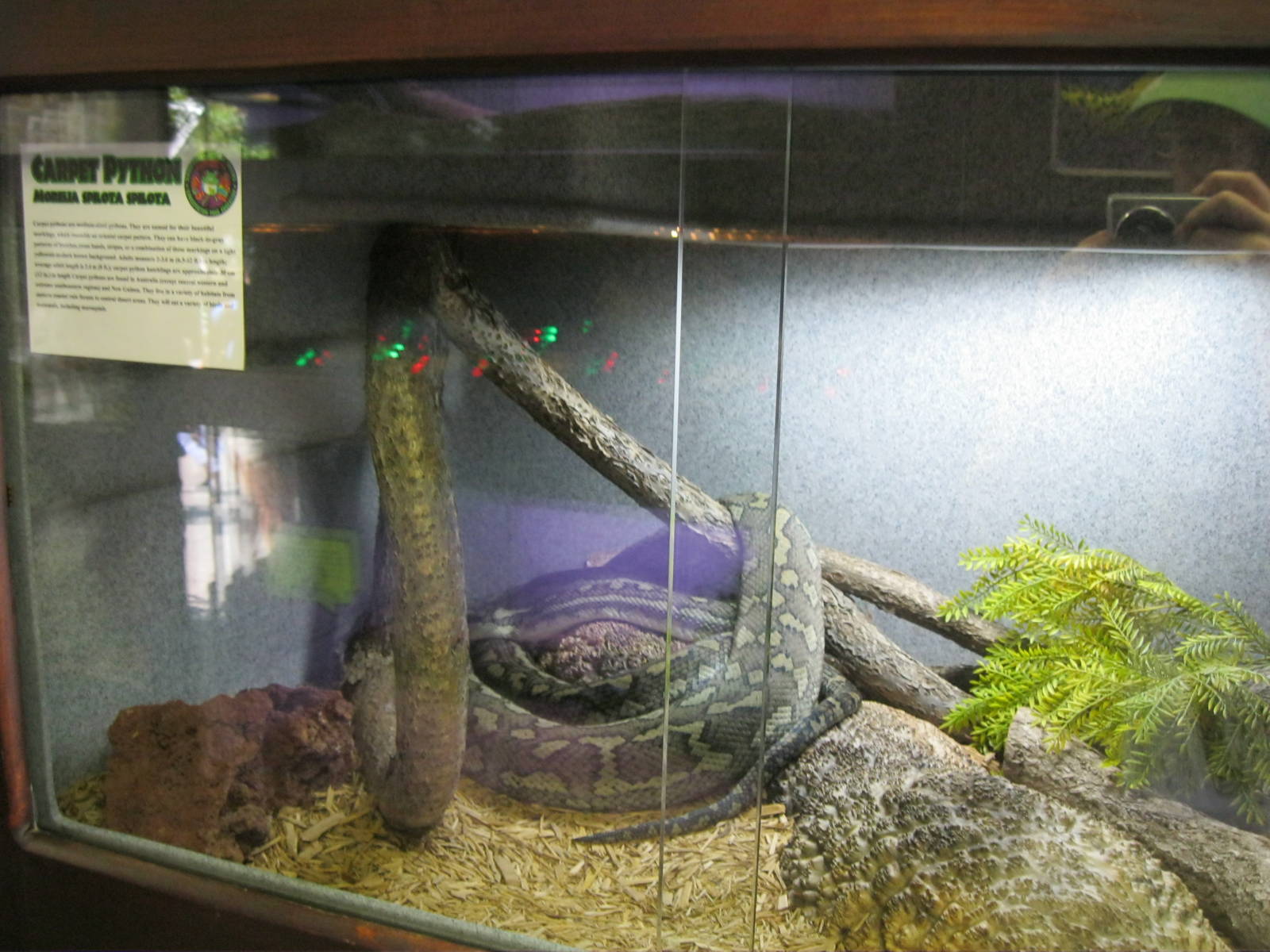 Rainforest Reptiles- Carpet Python Exhibit