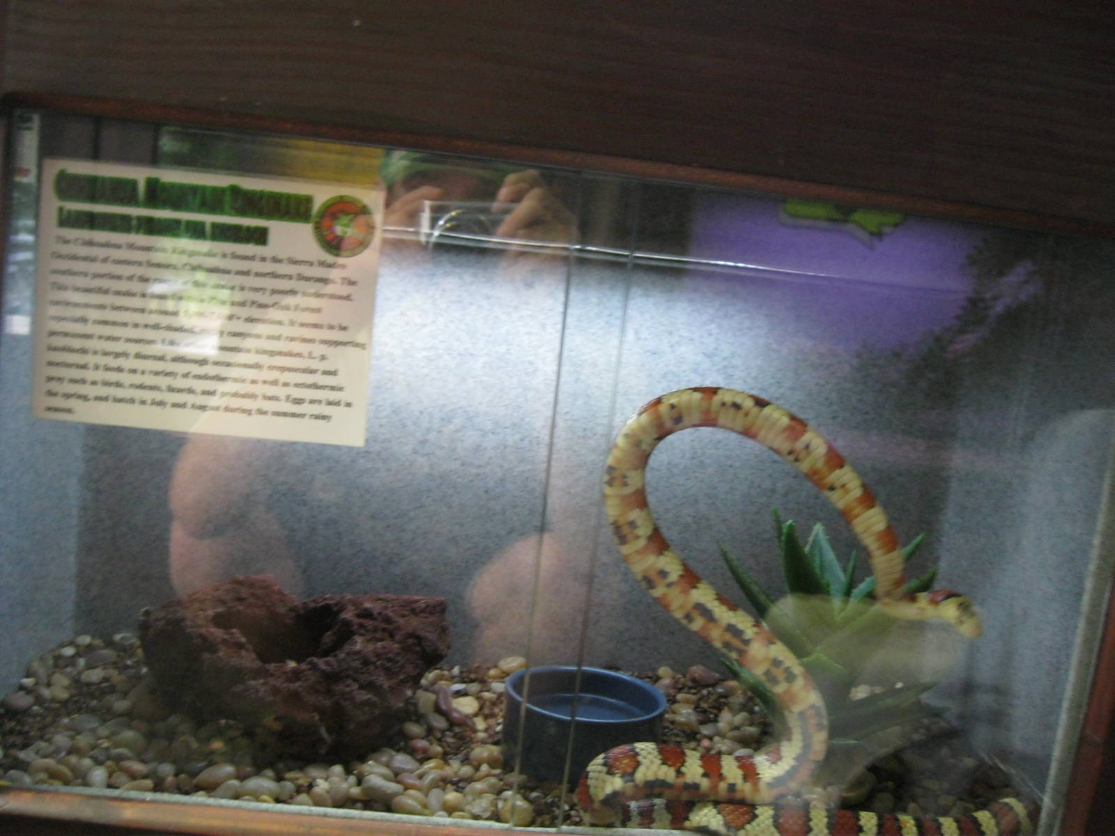 Rainforest Reptiles- Chihuahua Mountain Kingsnake Exhibit