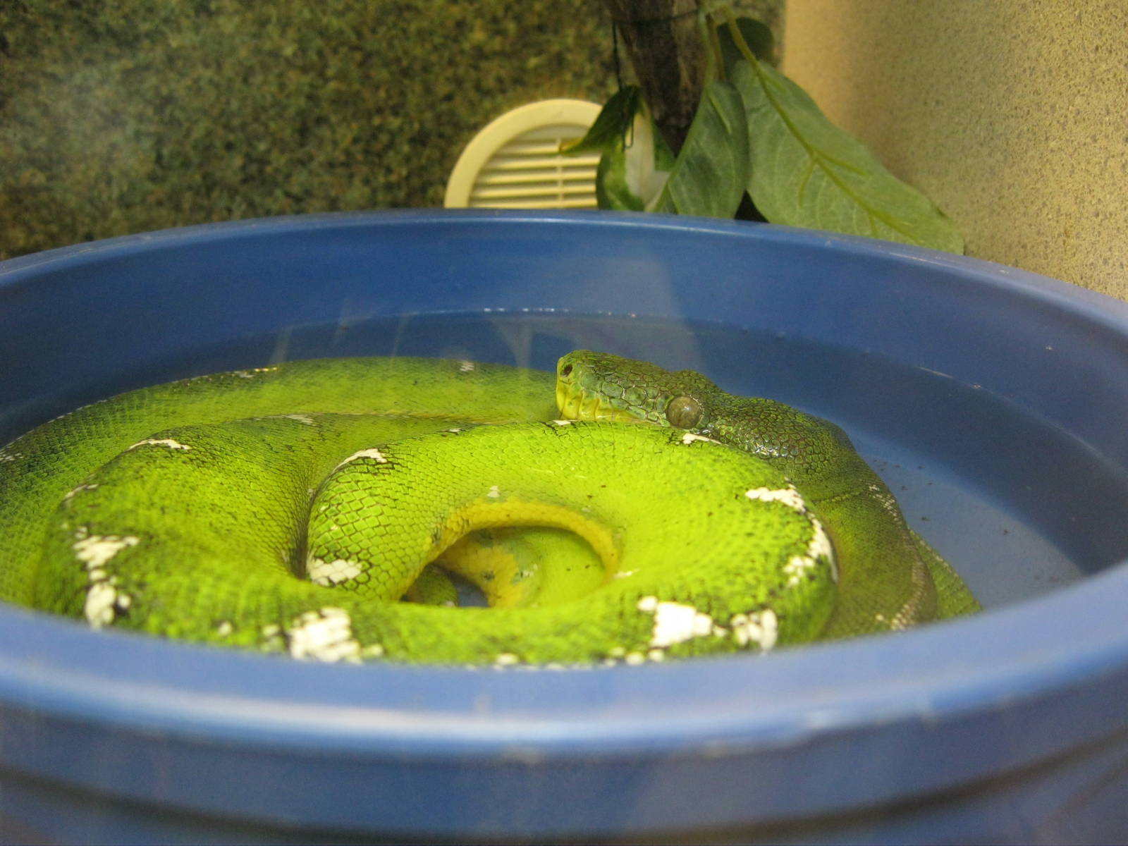 Rainforest Reptiles- Emerald Tree Boa