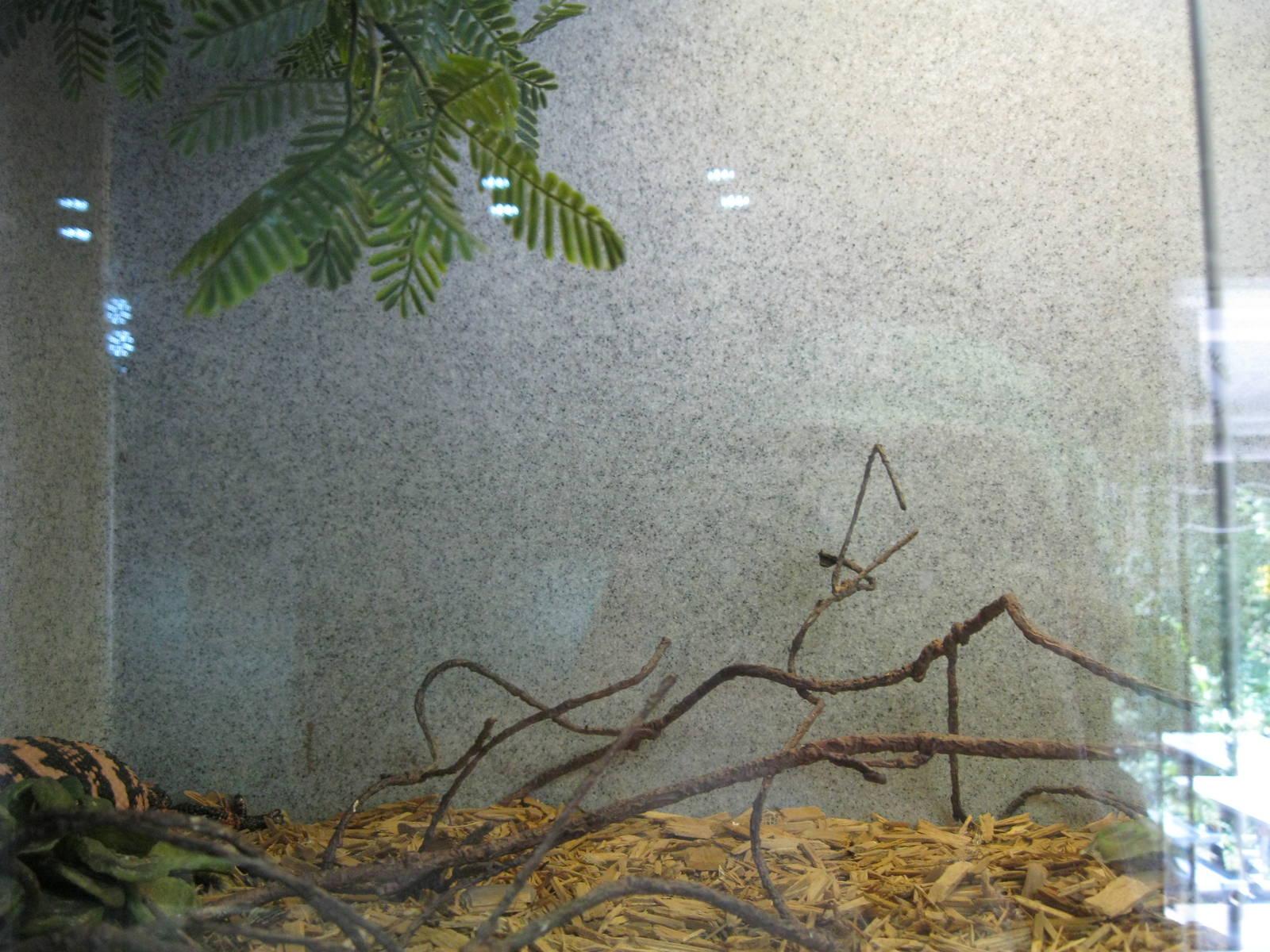 Rainforest Reptiles- Gila Monster Exhibit