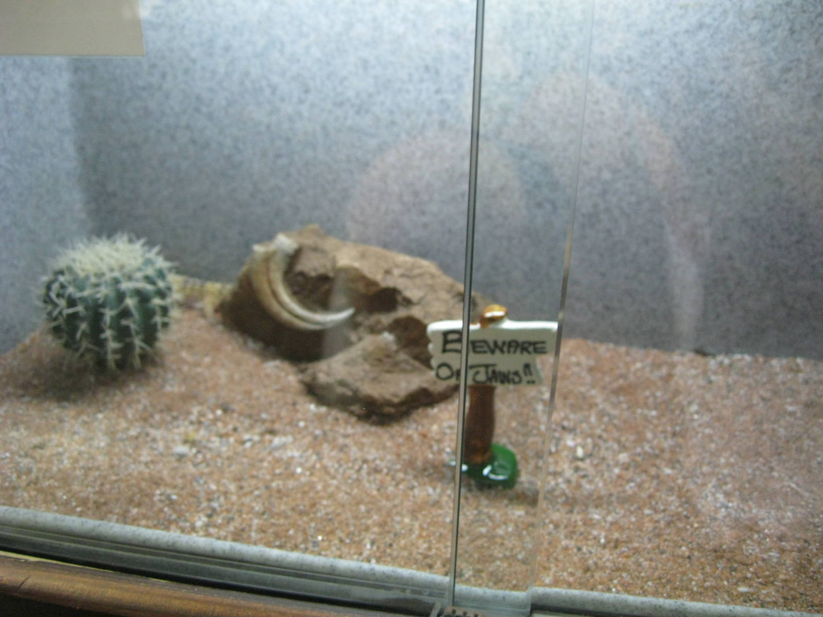 Rainforest Reptiles- Leopard Gecko Exhibit