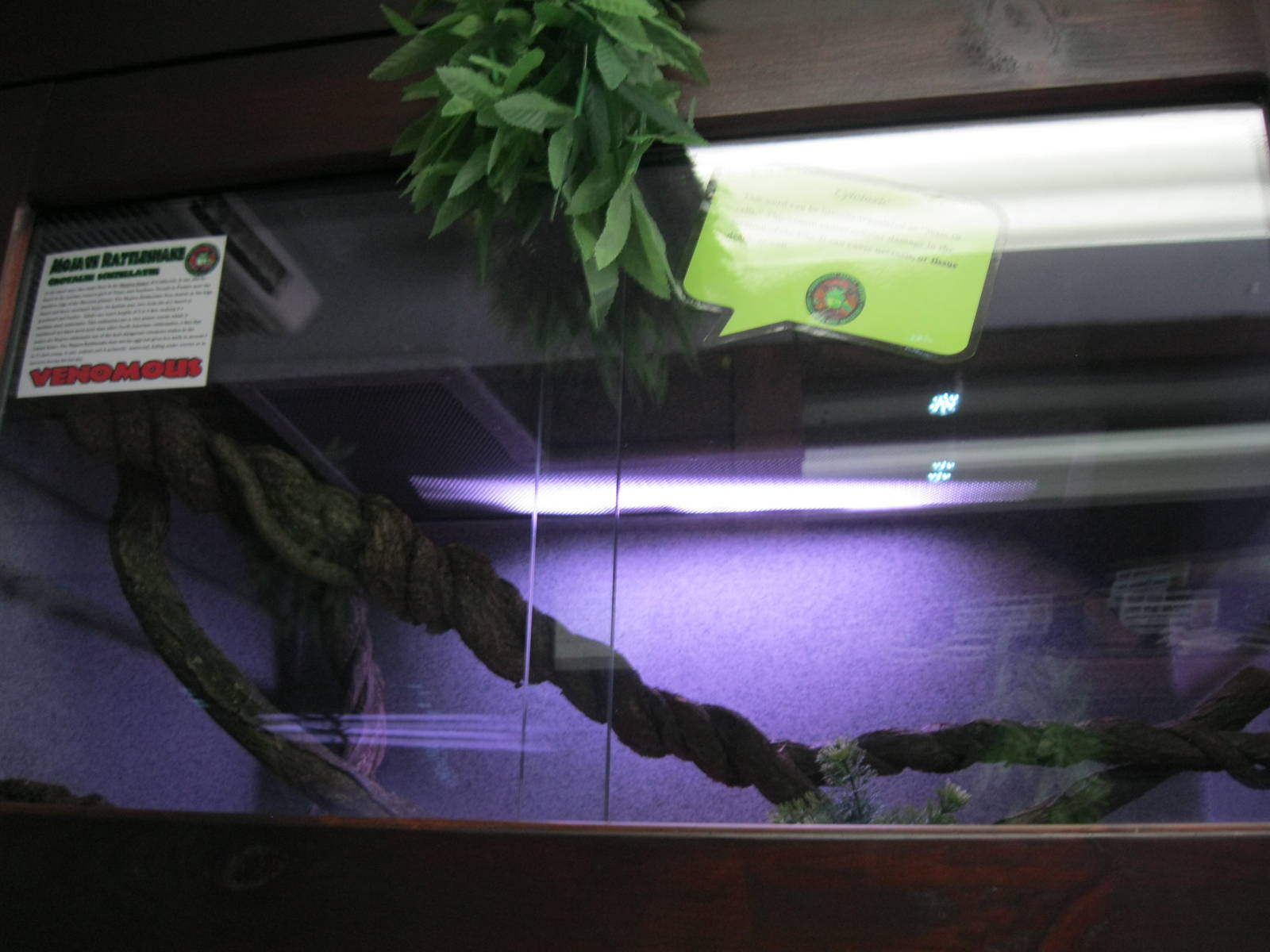 Rainforest Reptiles- Mojave Rattlesnake Exhibit