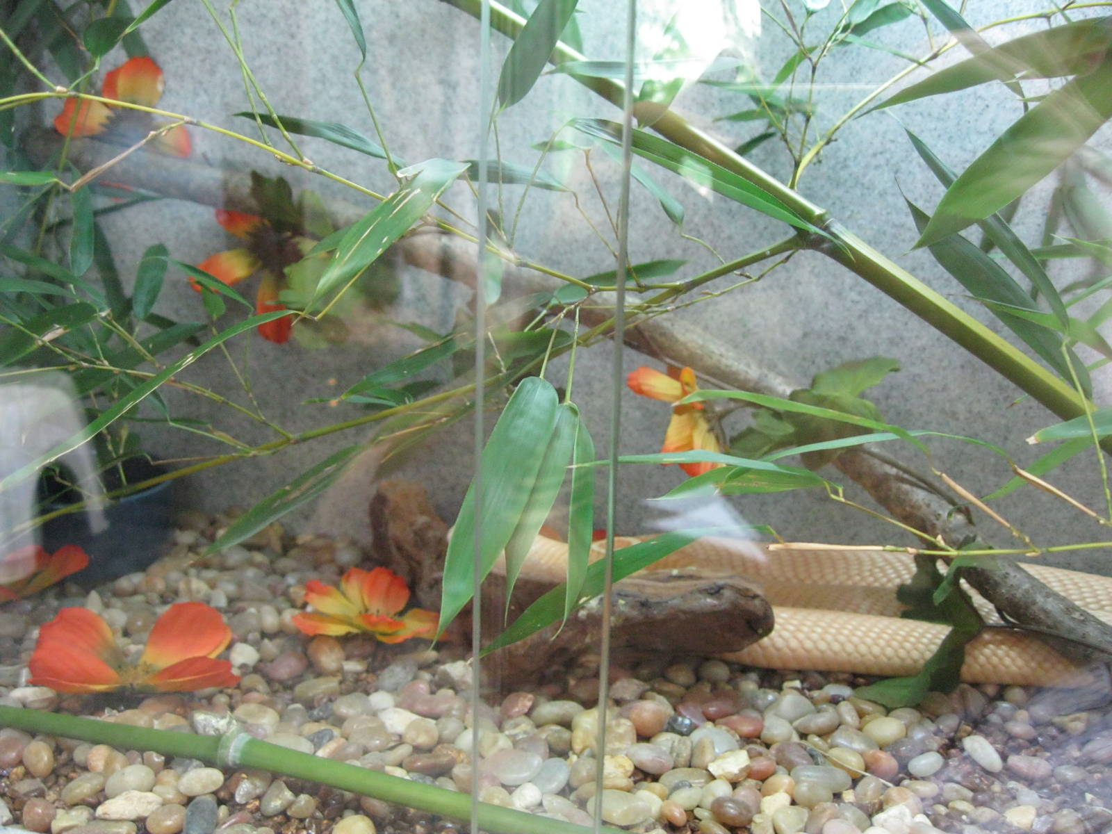 Rainforest Reptiles- Monacled Cobra Exhibit