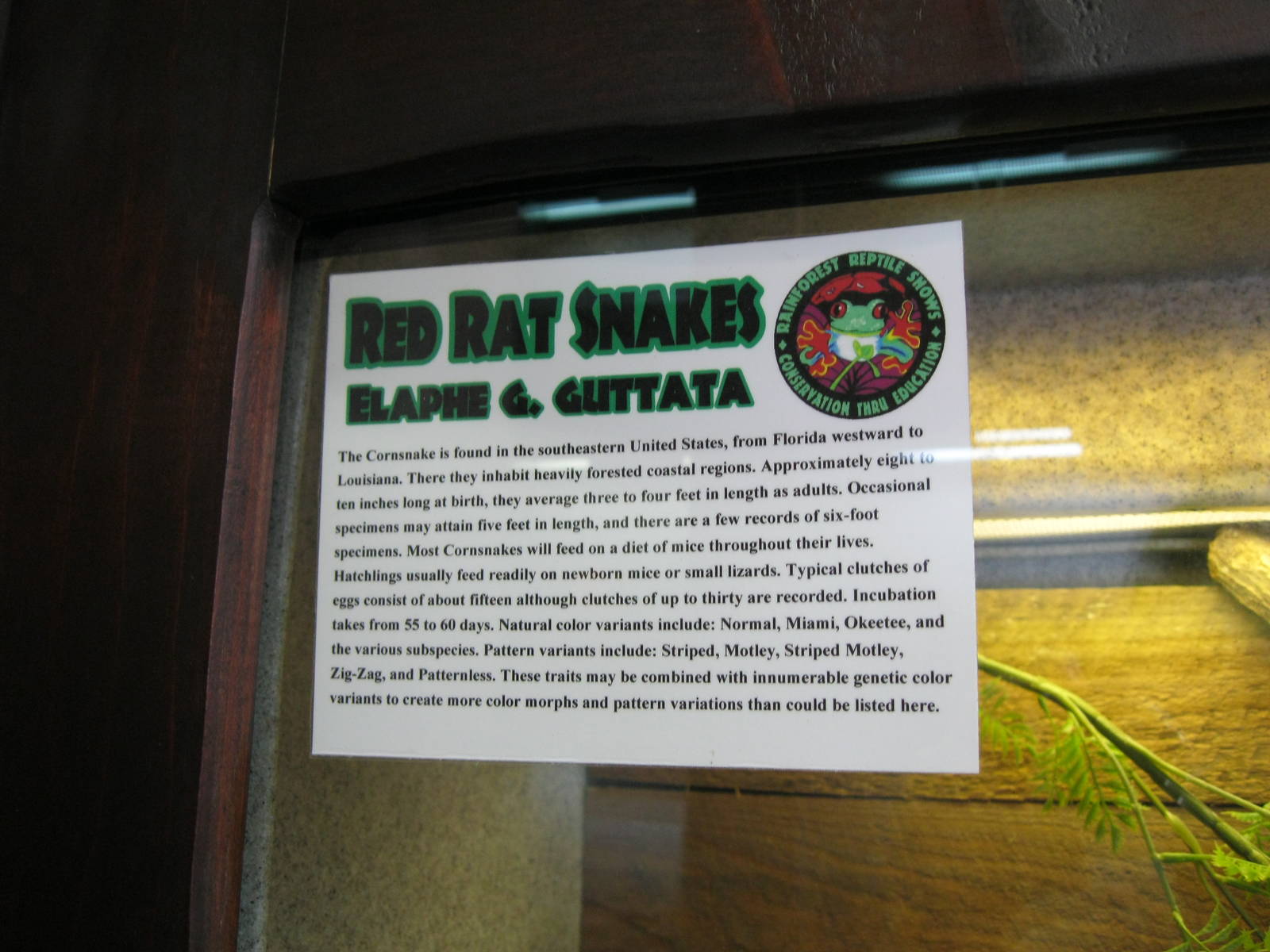 Rainforest Reptiles- Red Rat Snake Signage