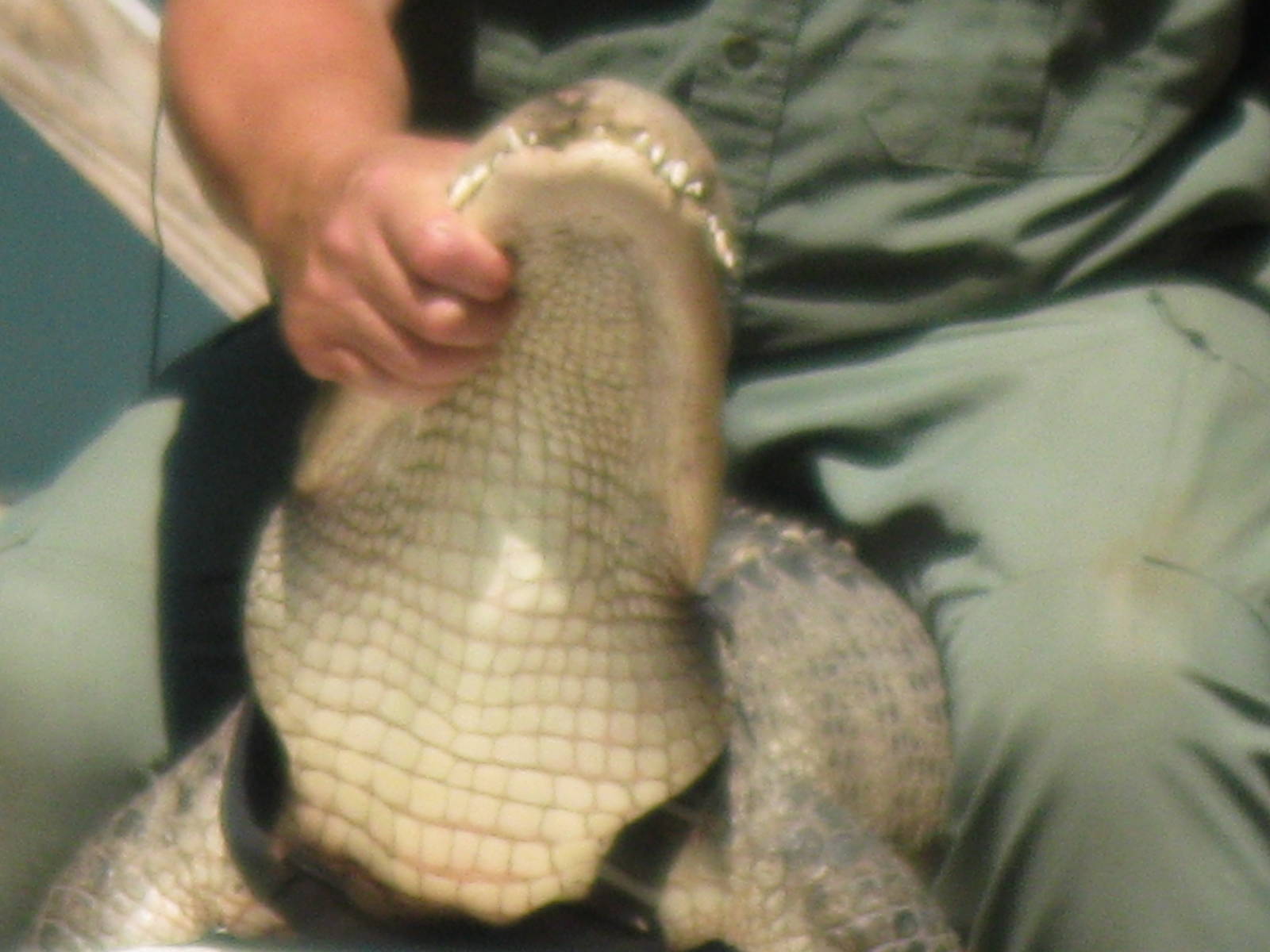 Rainforest Reptiles Show- American Alligator