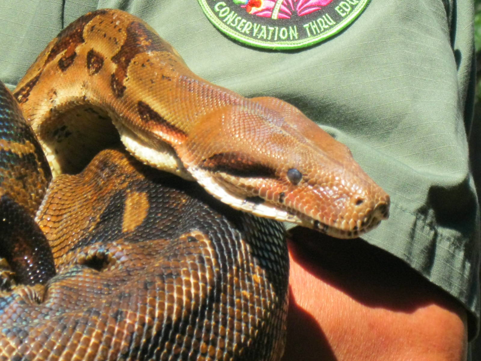 Rainforest Reptiles Show- Common Boa Constrictor