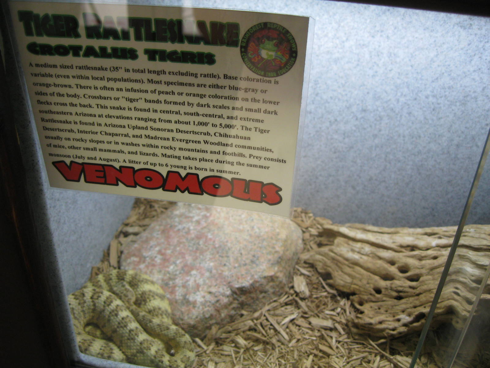 Rainforest Reptiles- Tiger Rattlesnake Exhibit