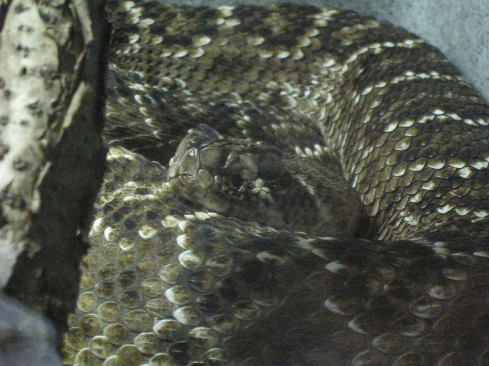 Rainforest Reptiles- Western Diamondback Rattlesnake