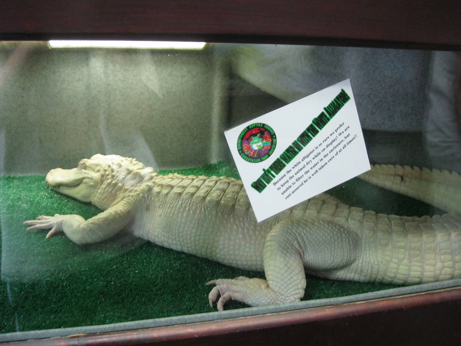 Rainforest Reptiles- White Alligator Exhibit