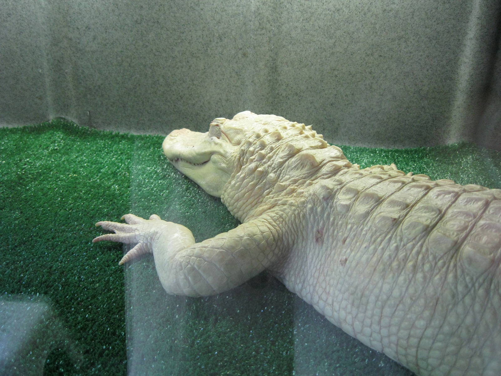 Rainforest Reptiles- White Alligator