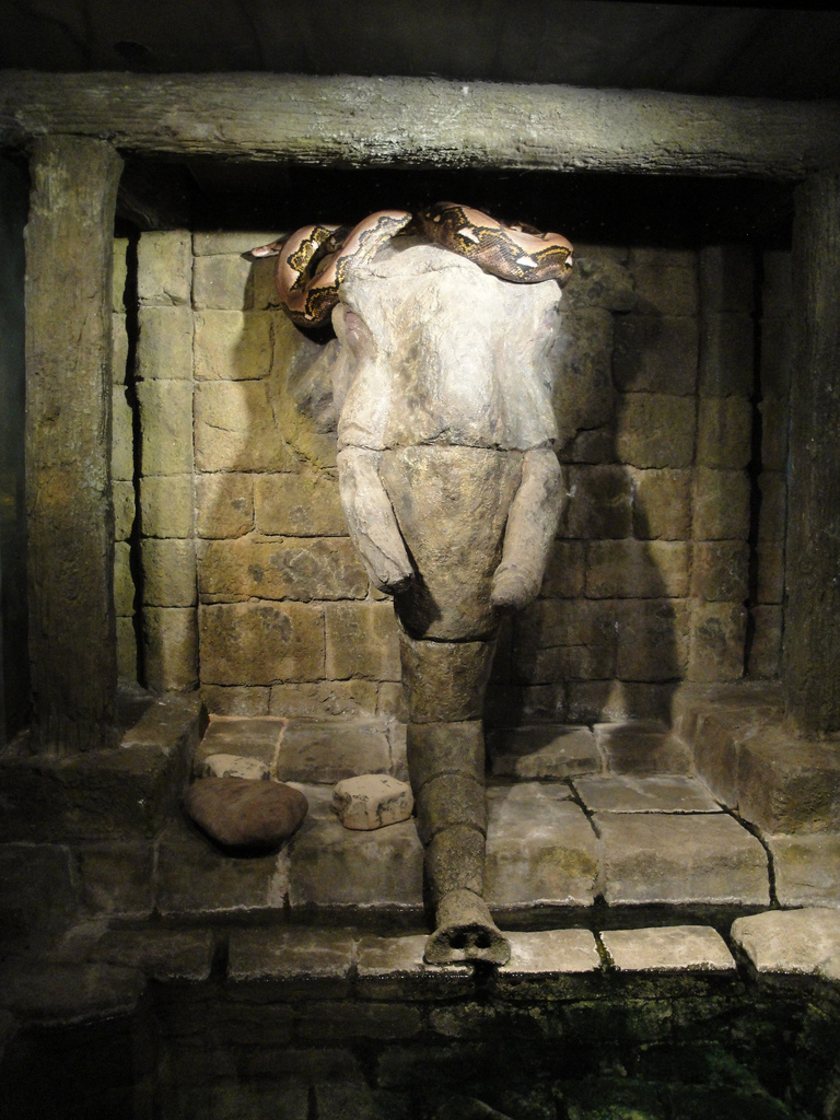 Rainforest - Reticulated Python Exhibit