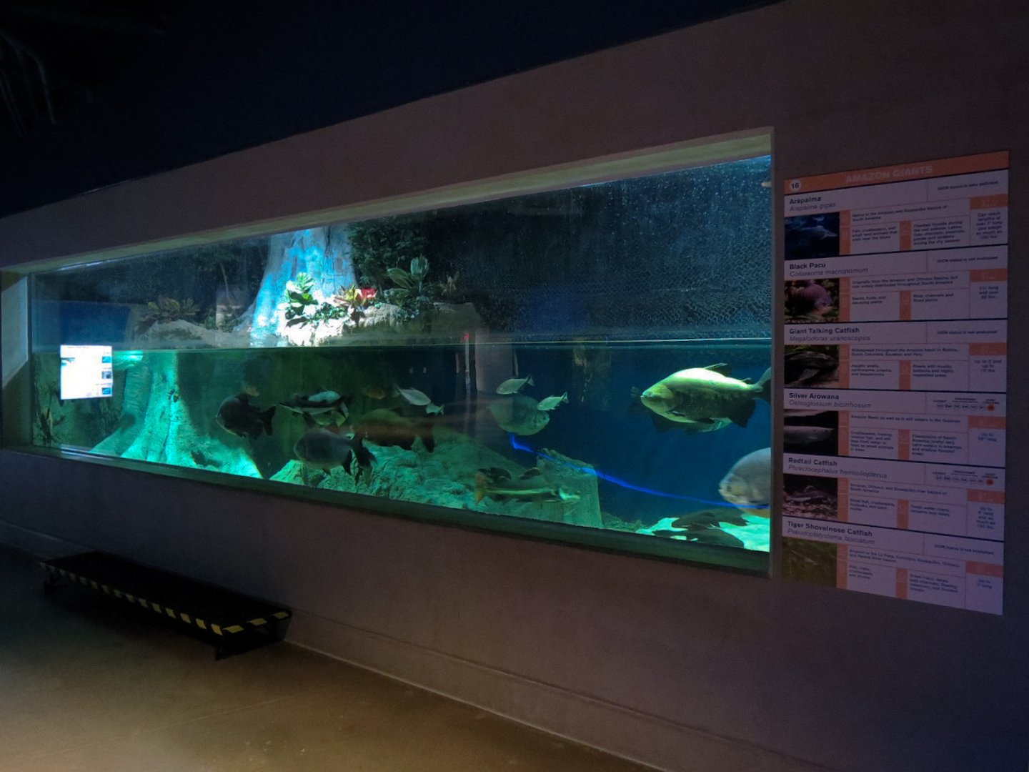 Rainforest Rivers - Amazon Giants Exhibit