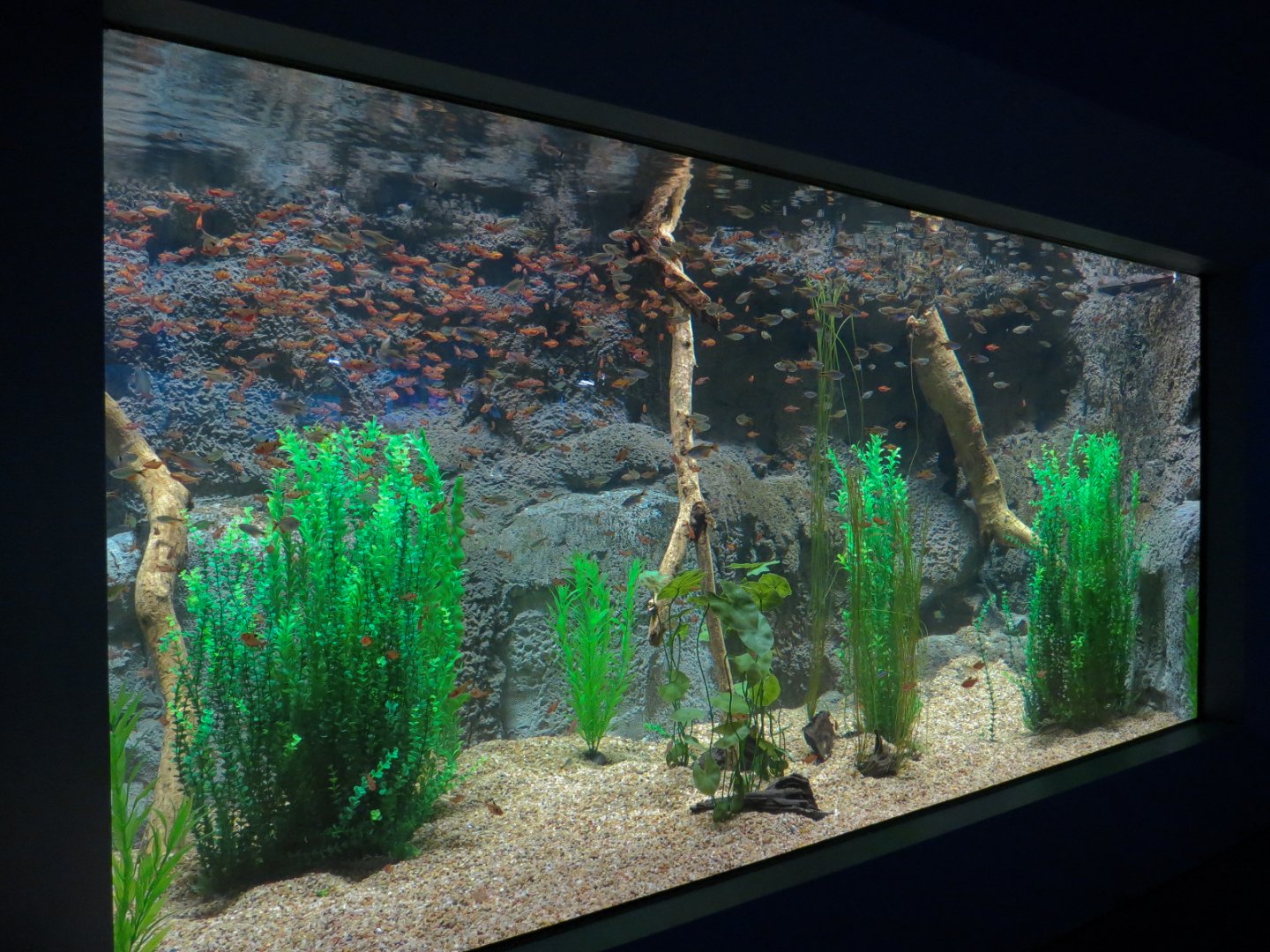 Rainforest Rivers - Amazon River Fish Exhibit