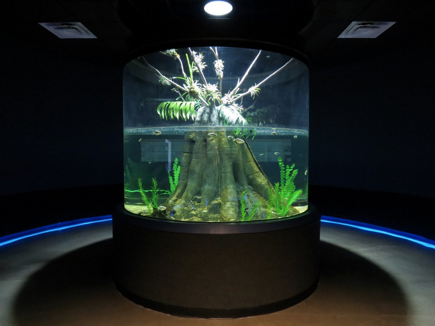 Rainforest Rivers - Archer Fish Exhibit