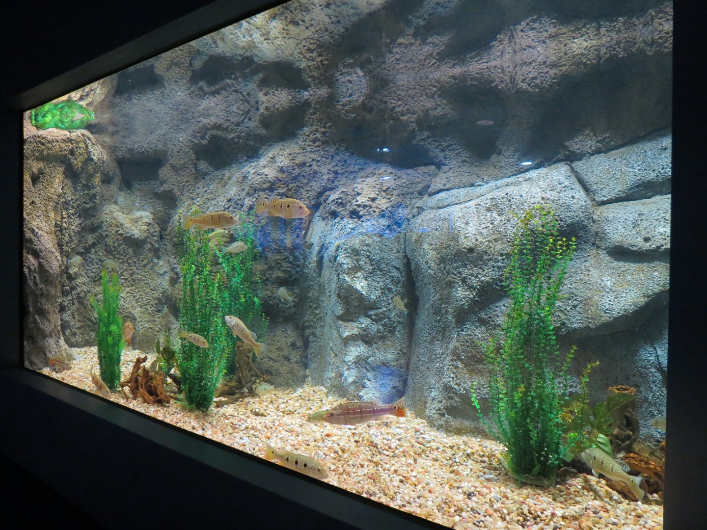 Rainforest Rivers - Flooded Forest Exhibit