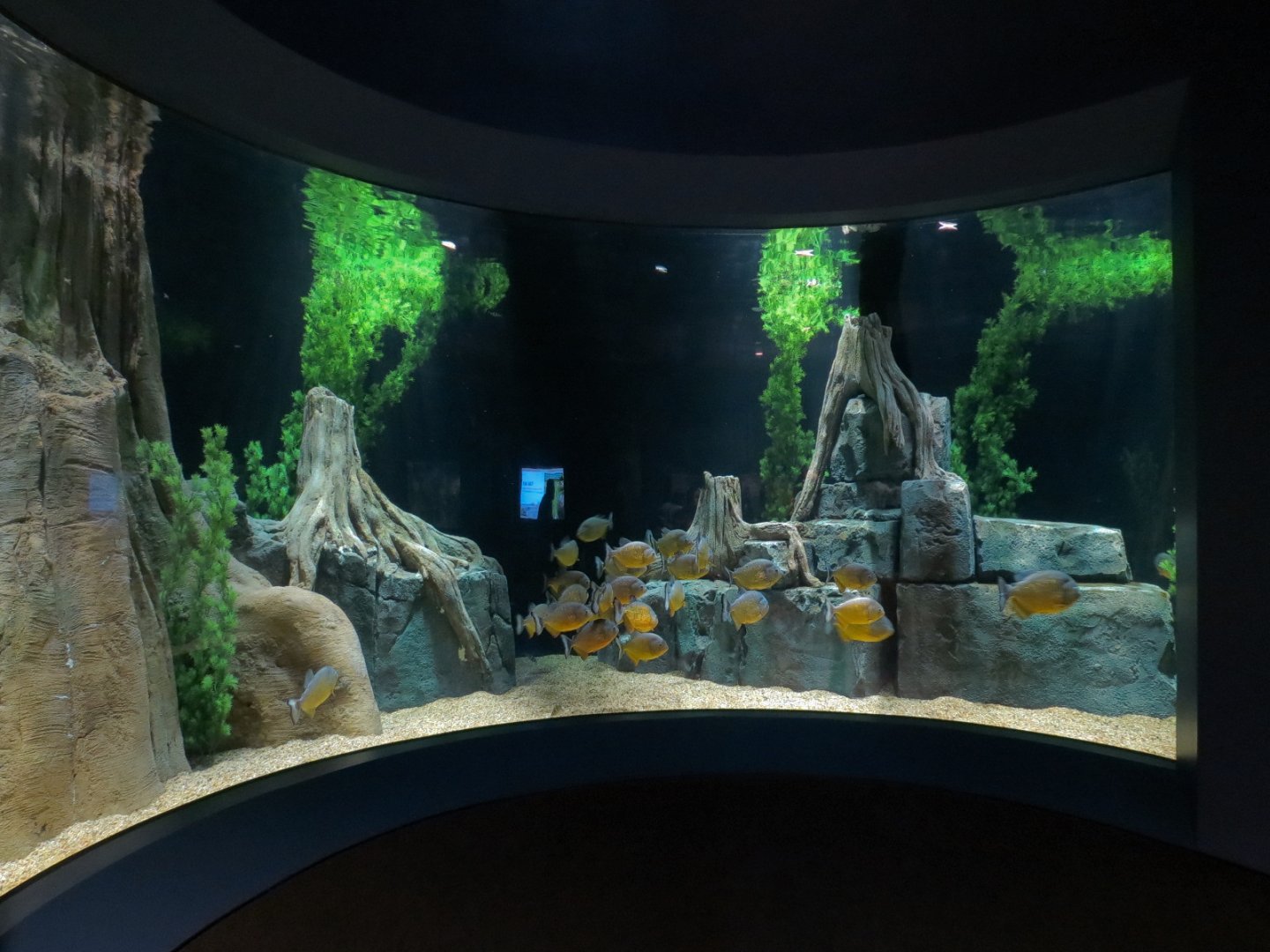 Rainforest Rivers - Piranha Exhibit