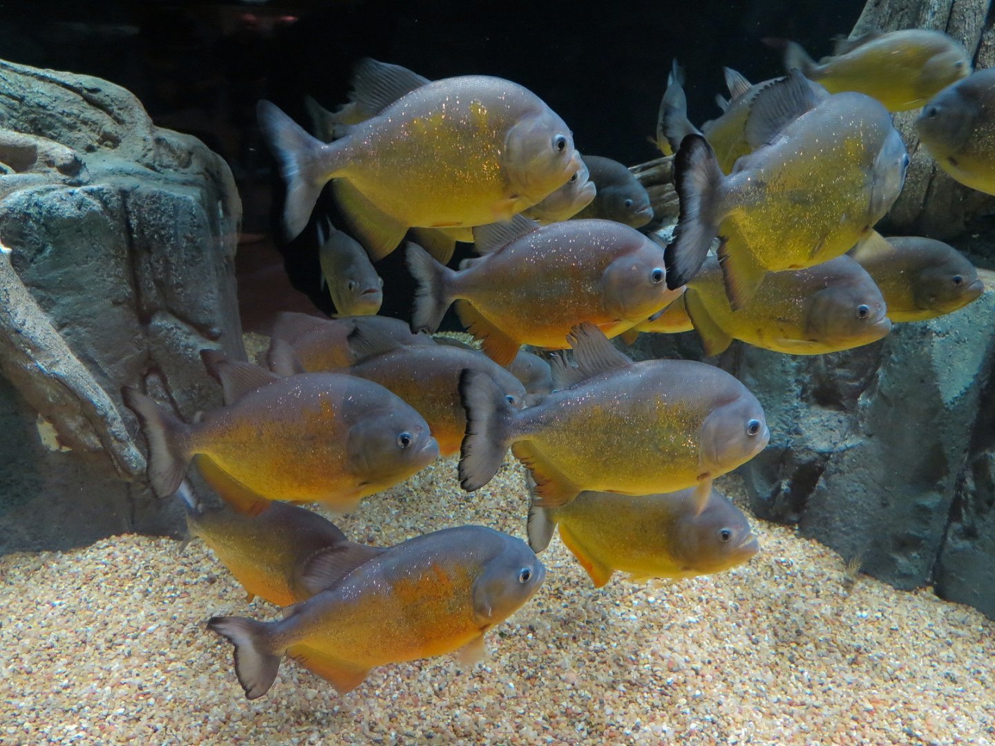 Rainforest Rivers - Piranha Exhibit