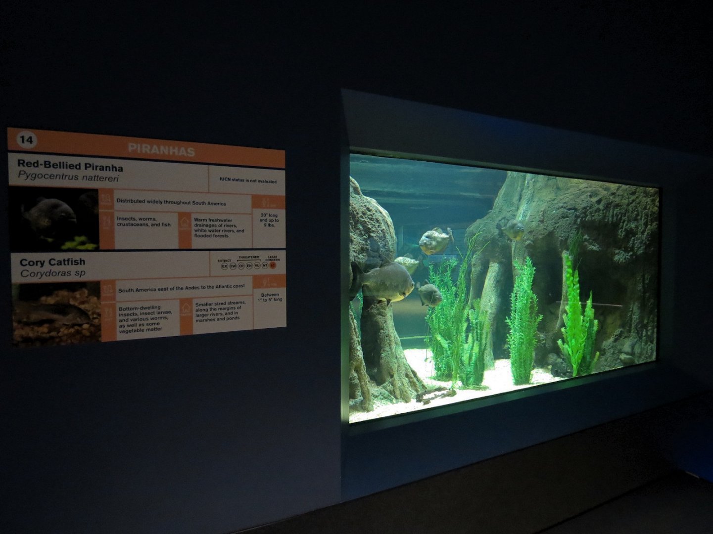 Rainforest Rivers - Piranhas Exhibit