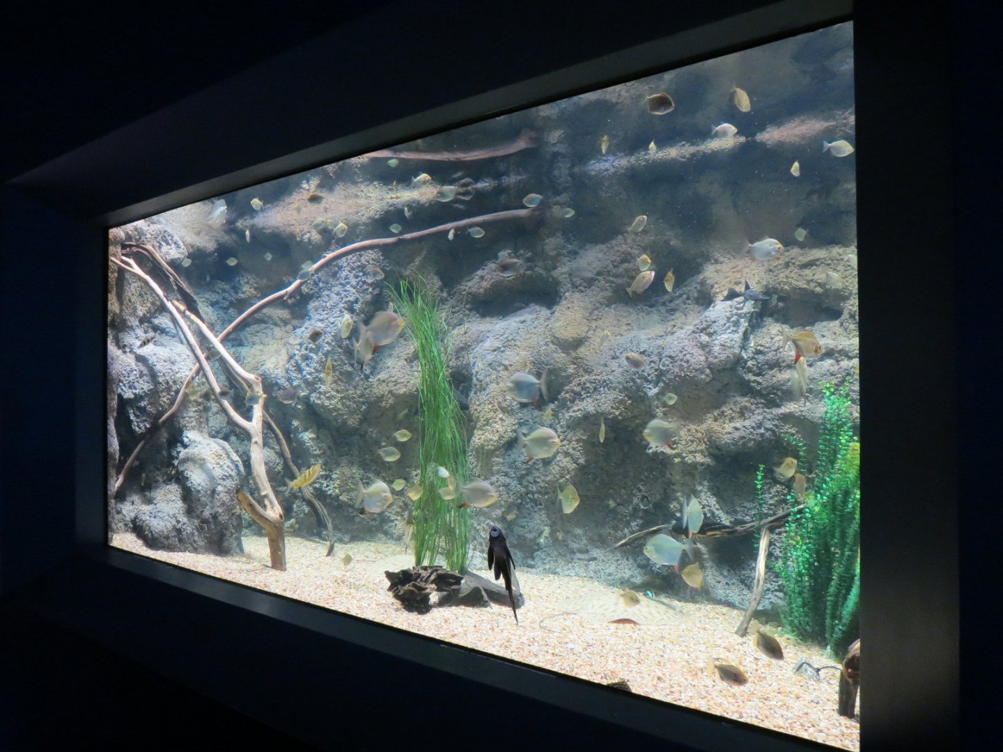 Rainforest Rivers - River Rays Exhibit