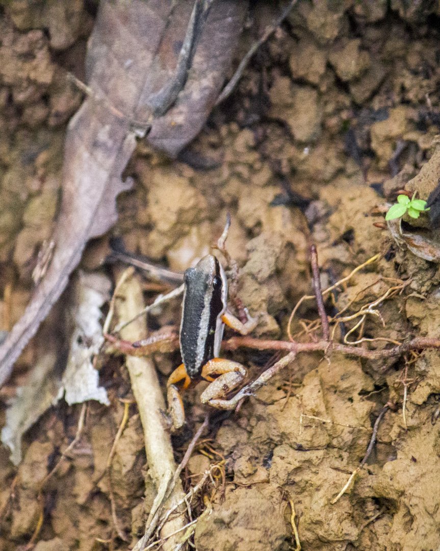 Rainforest rocket frog, Silverstoneia flotator